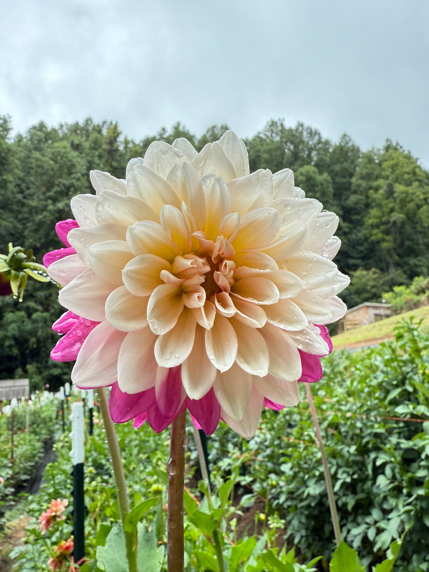 Bloomquist Spot Dahlia Tuber