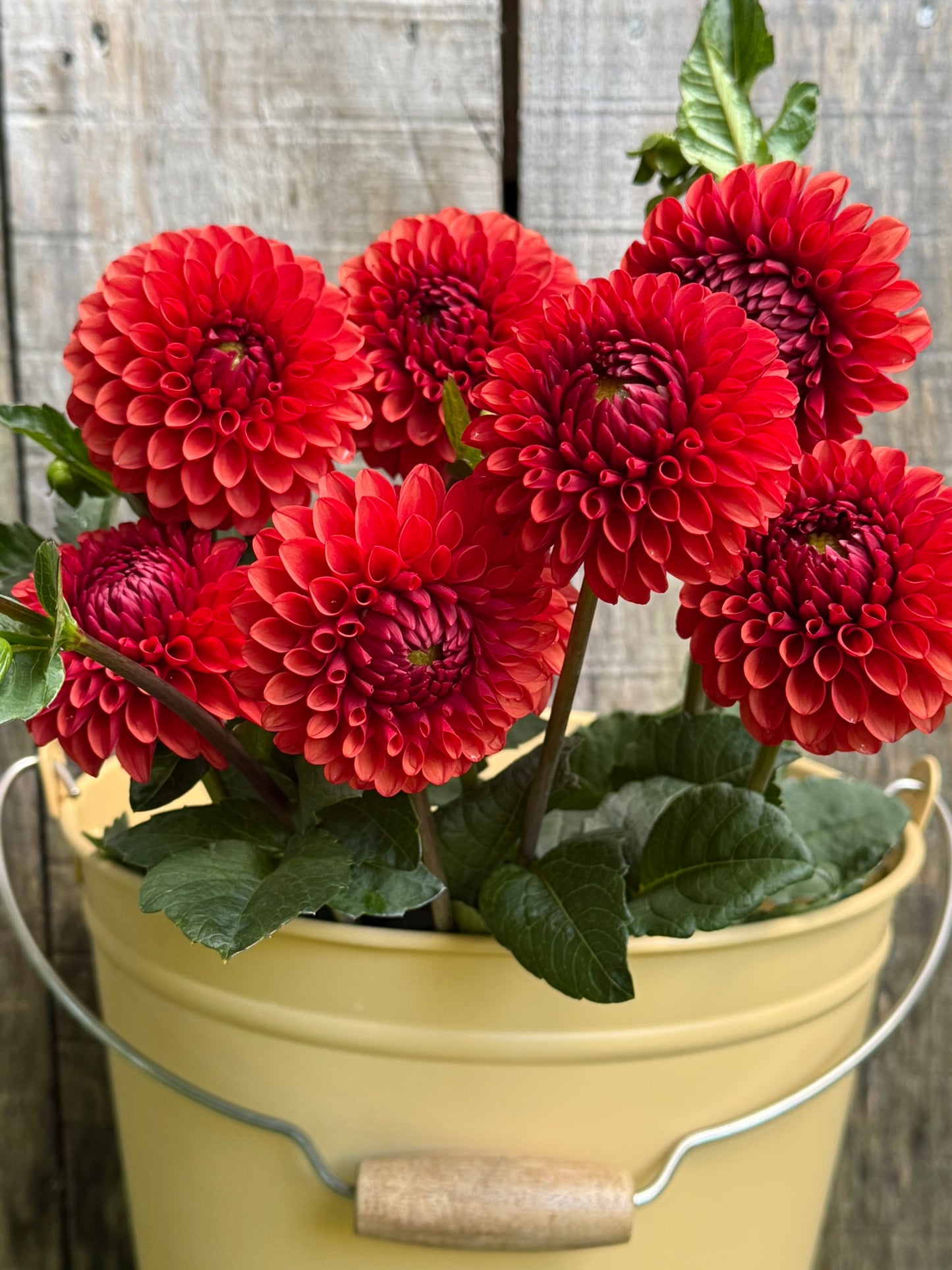 Brown Sugar Dahlia Tuber