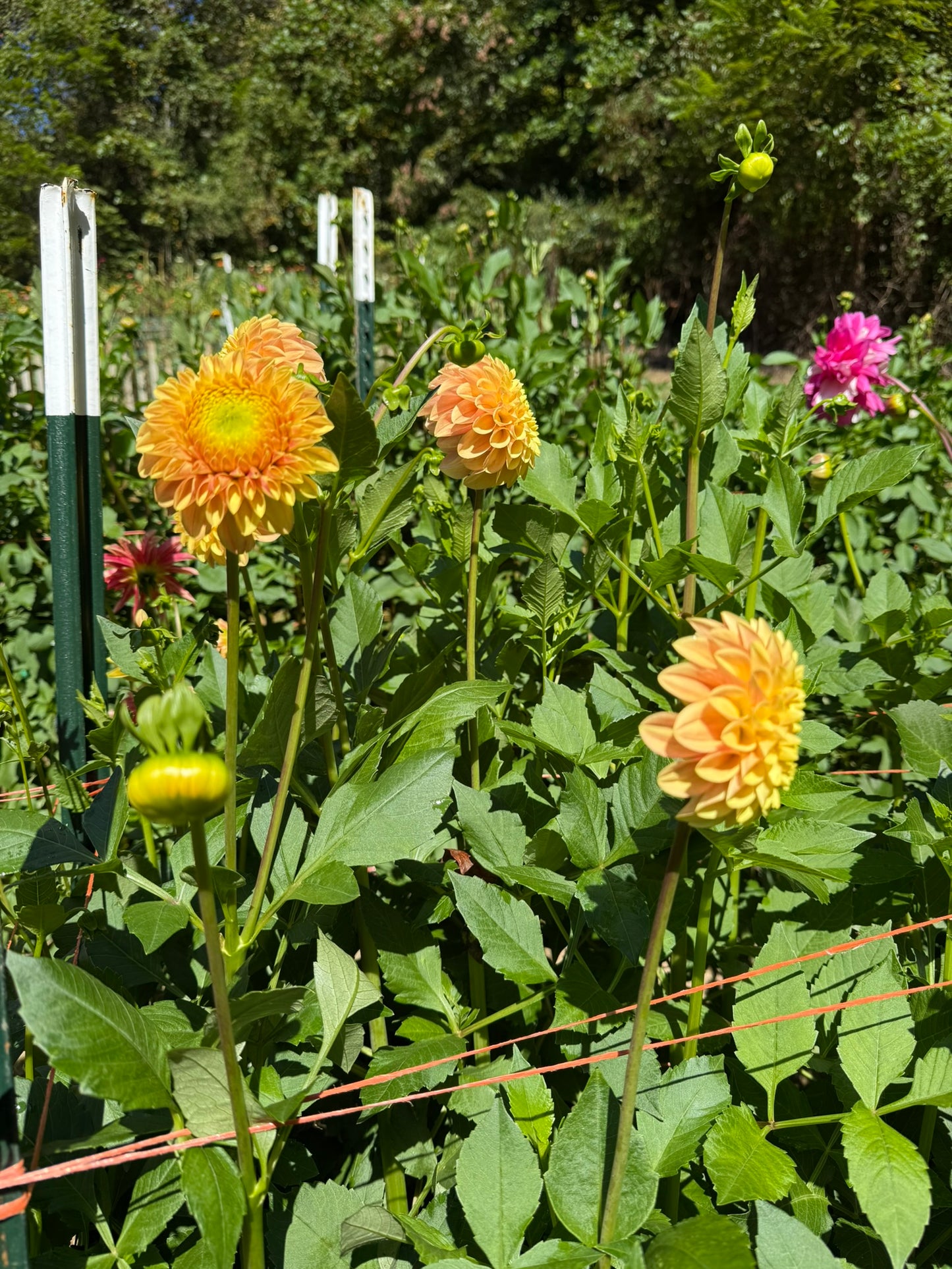 Darcy Dahlia Tuber