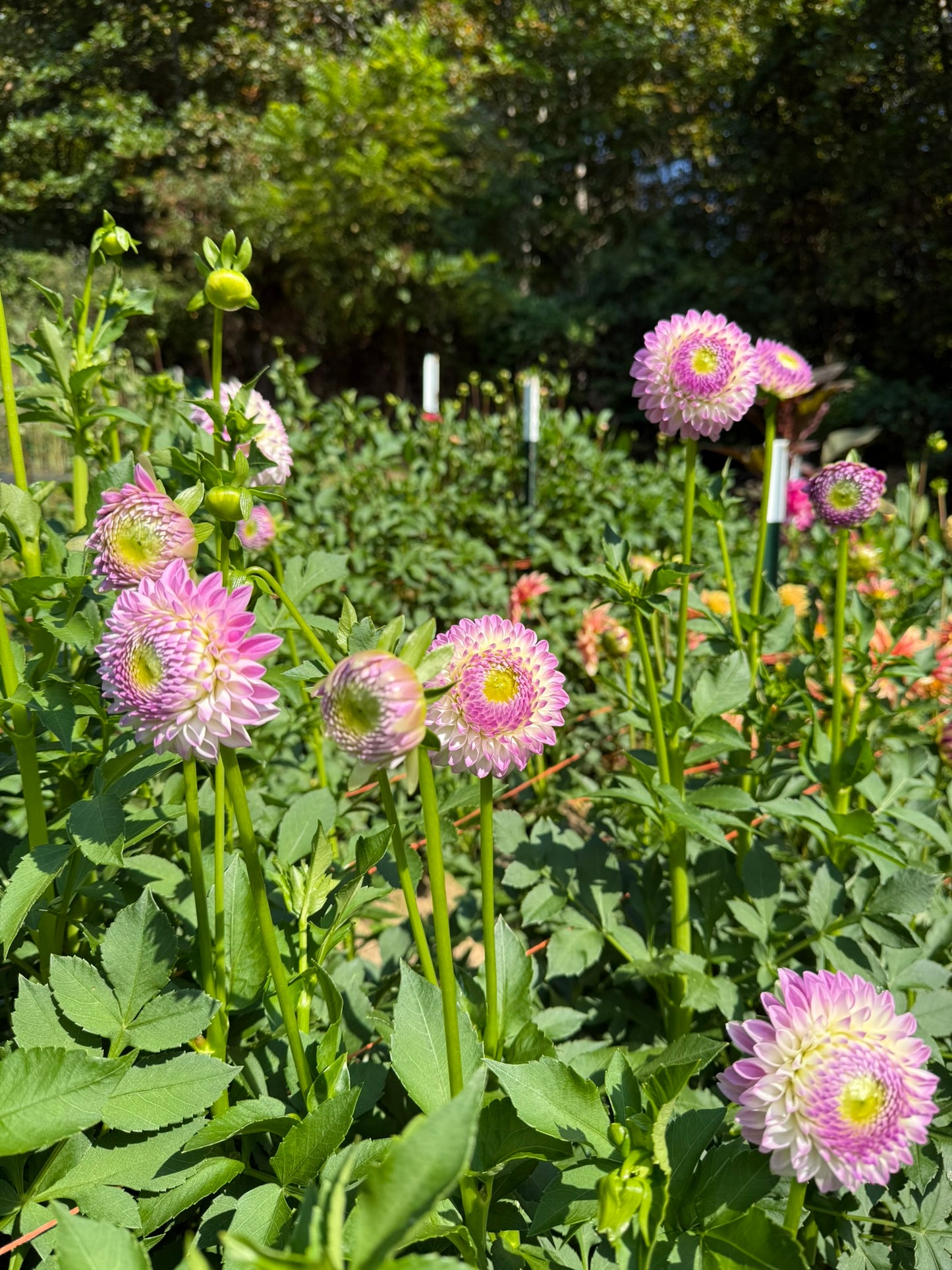 Westerton Ella Grace Dahlia Tuber