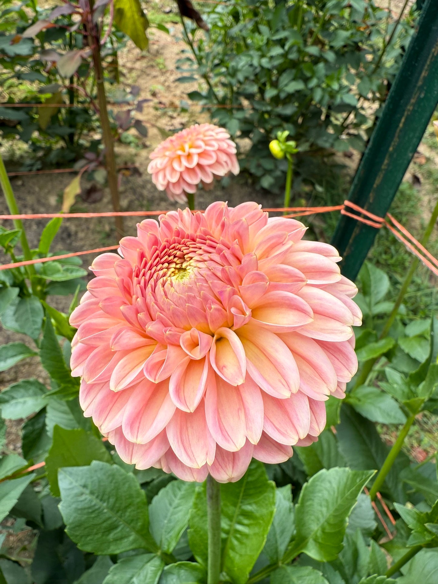 R Joan Dahlia Tuber