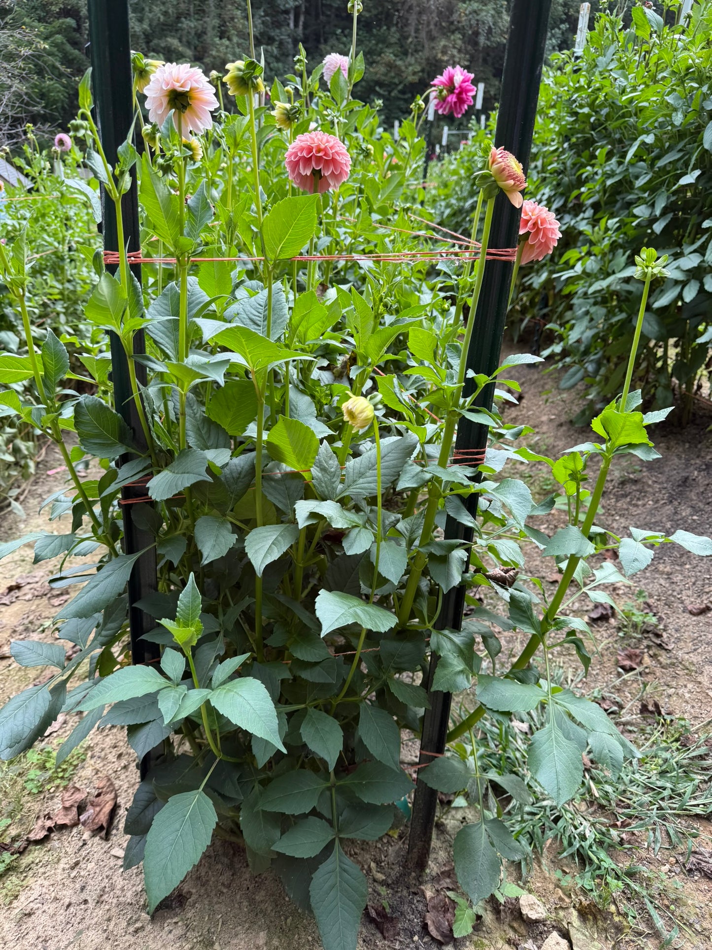 R Joan Dahlia Tuber