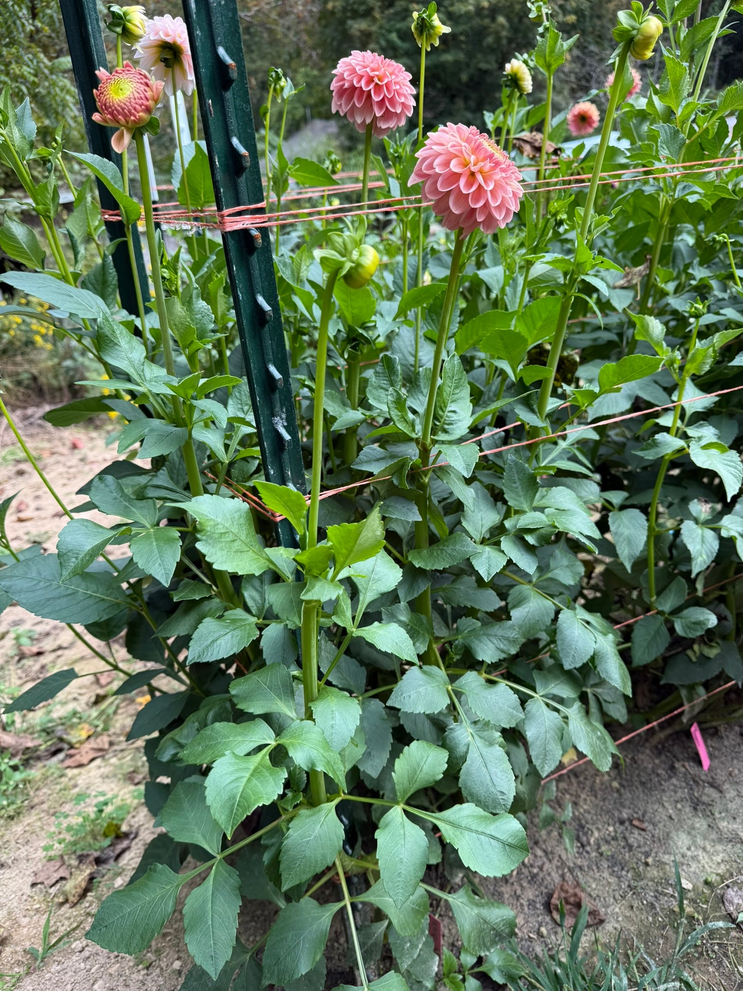 R Joan Dahlia Tuber
