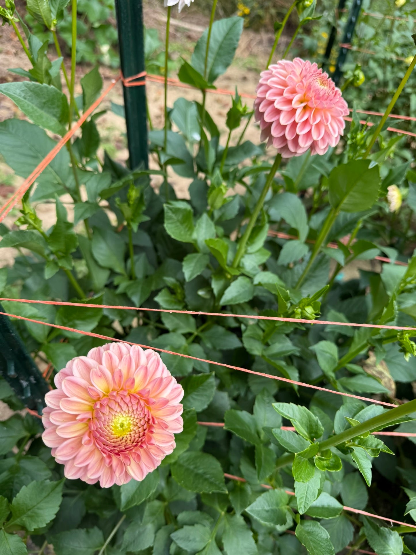 R Joan Dahlia Tuber