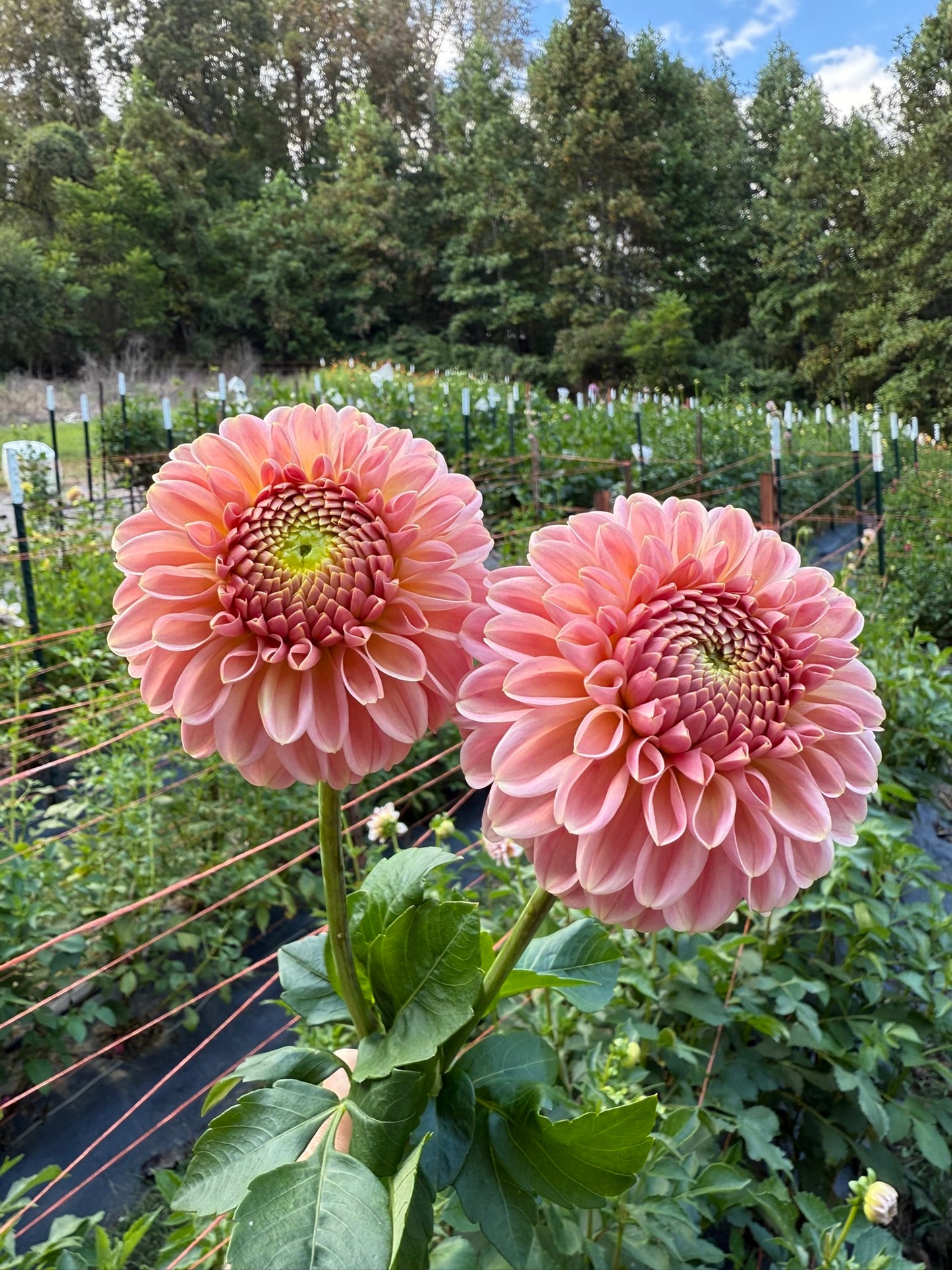 R Joan Dahlia Tuber