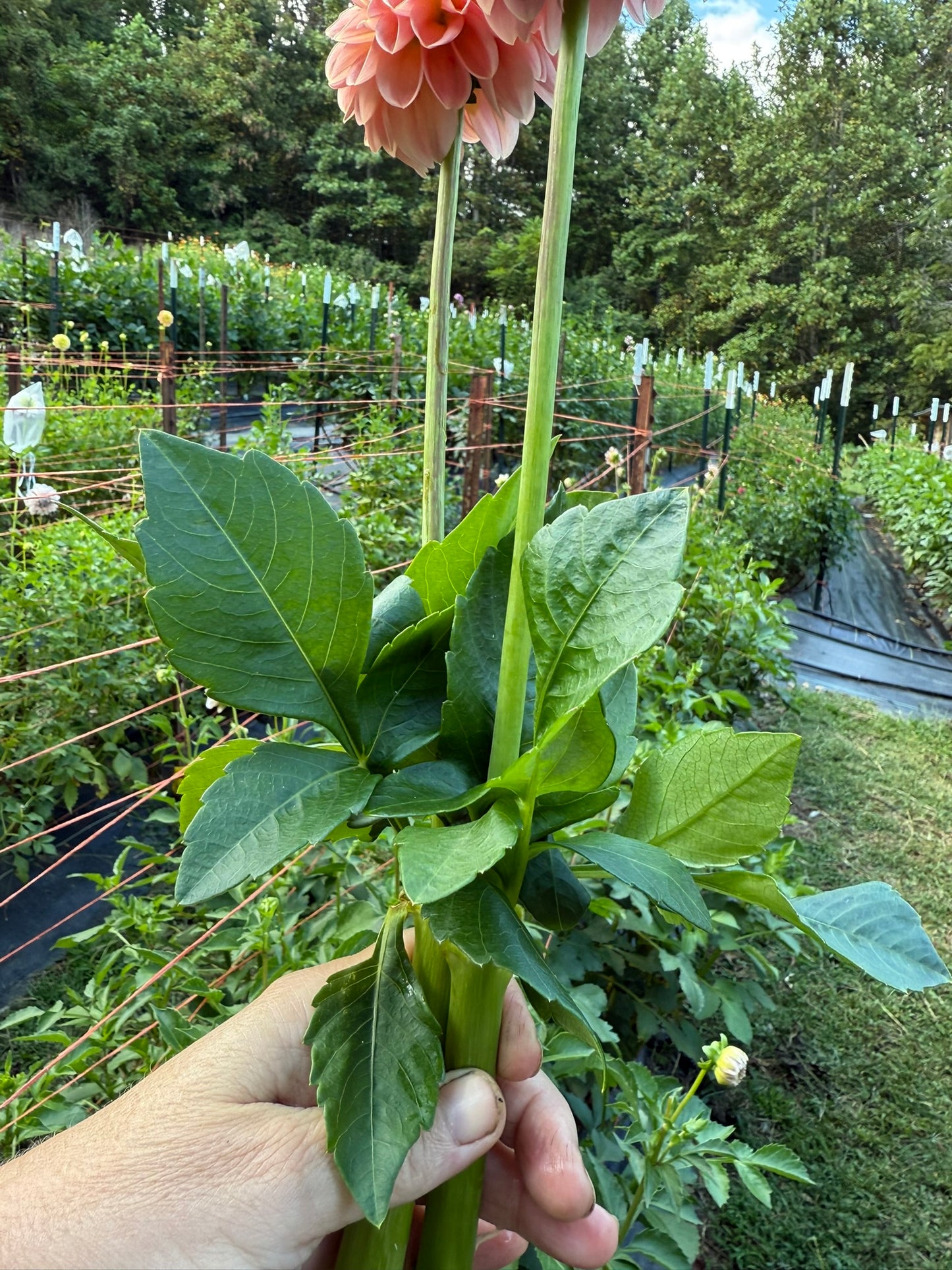 R Joan Dahlia Tuber