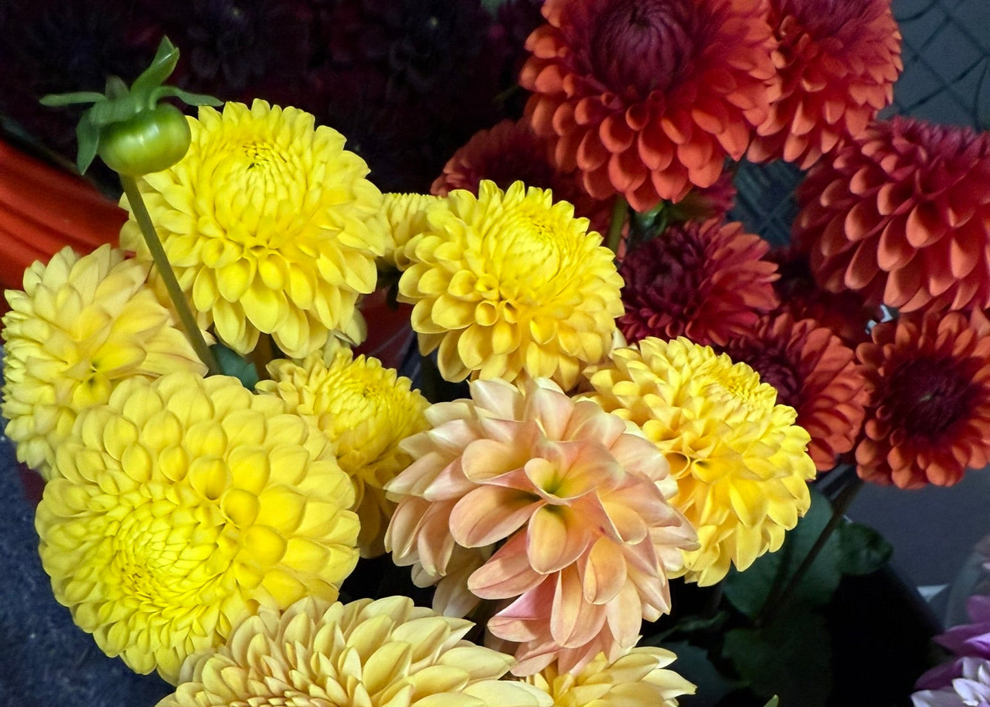 Maks Mario Dahlia Tuber