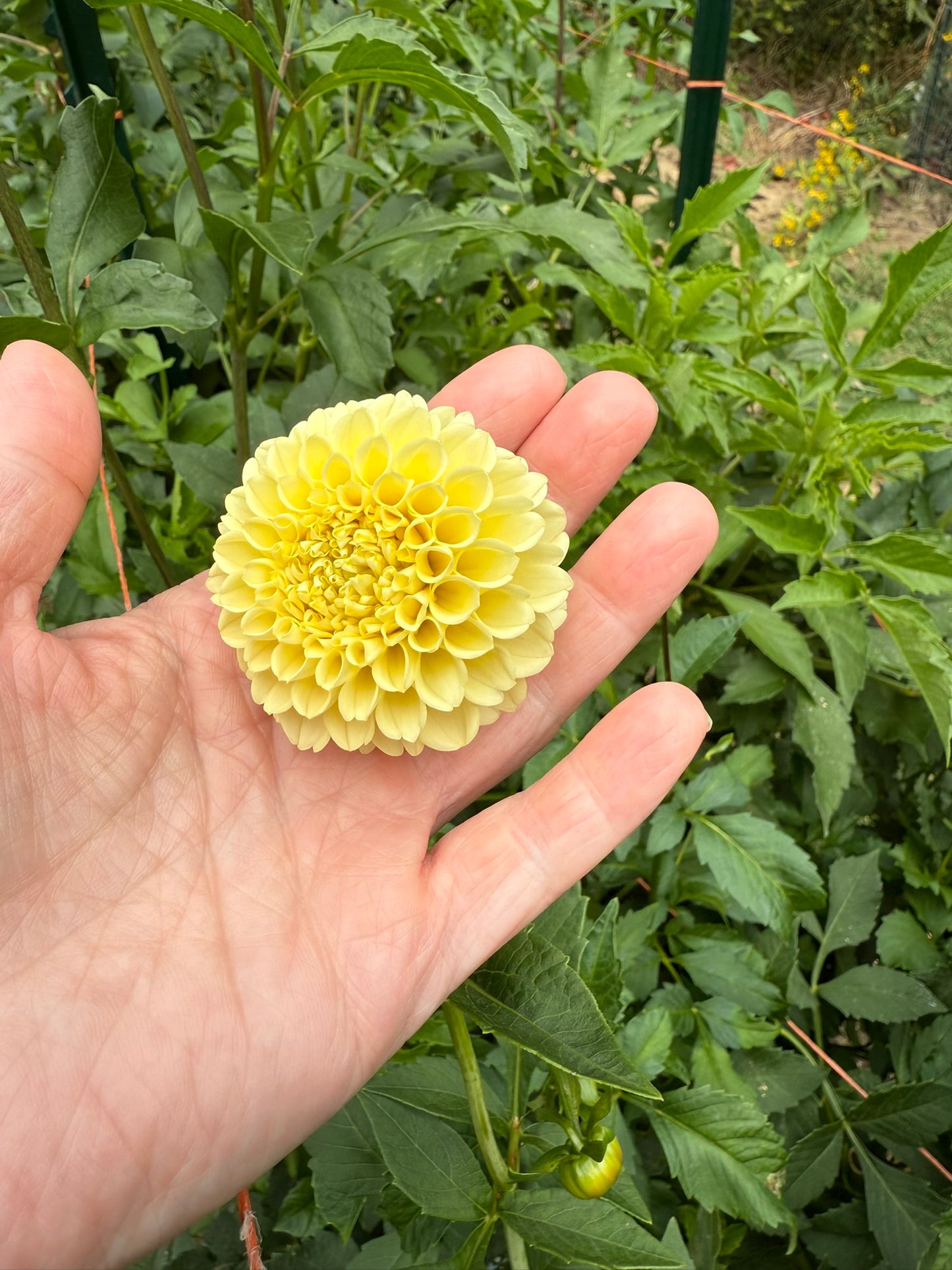 Creamy Dahlia Tuber