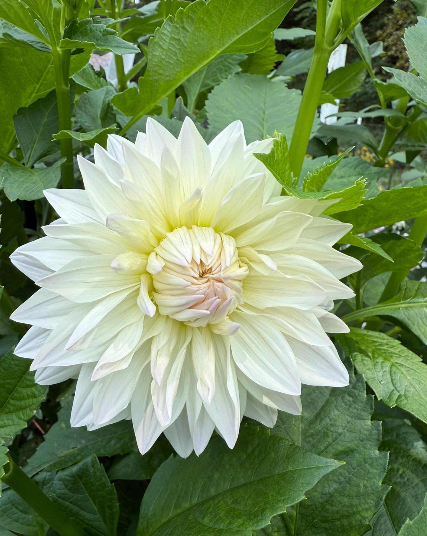 Rogue Starburst Dahlia Tuber