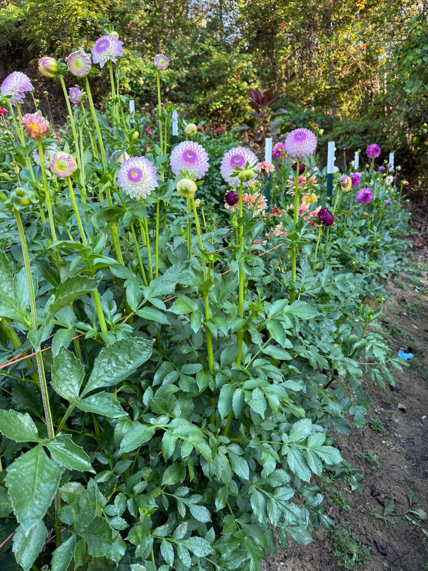 Westerton Ella Grace Dahlia Tuber