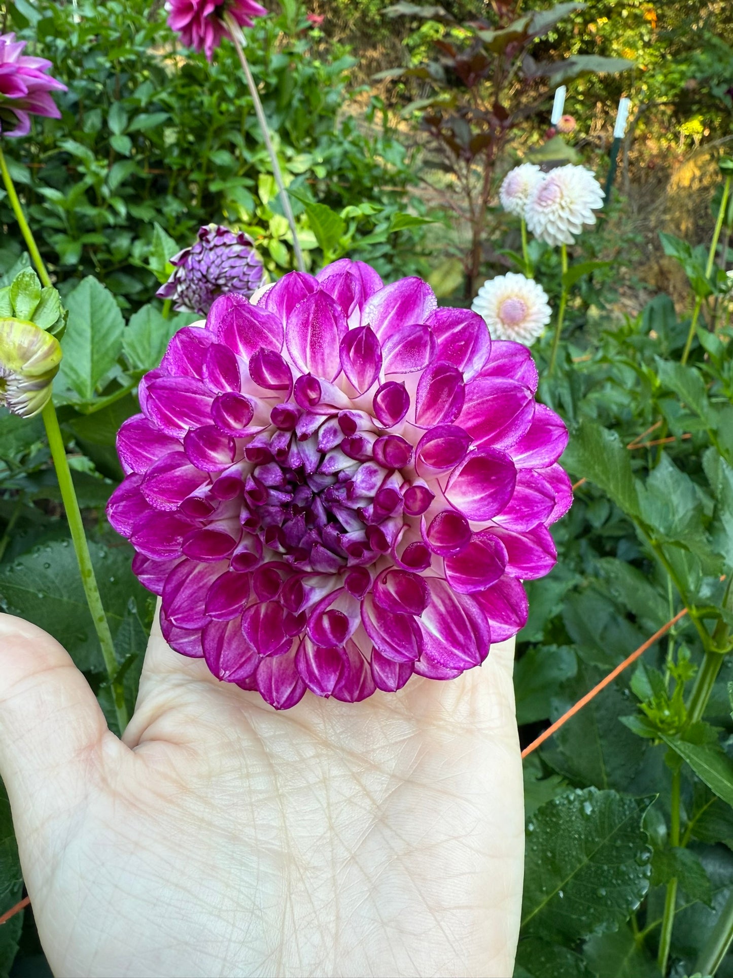 AC Devin Dahlia Tuber