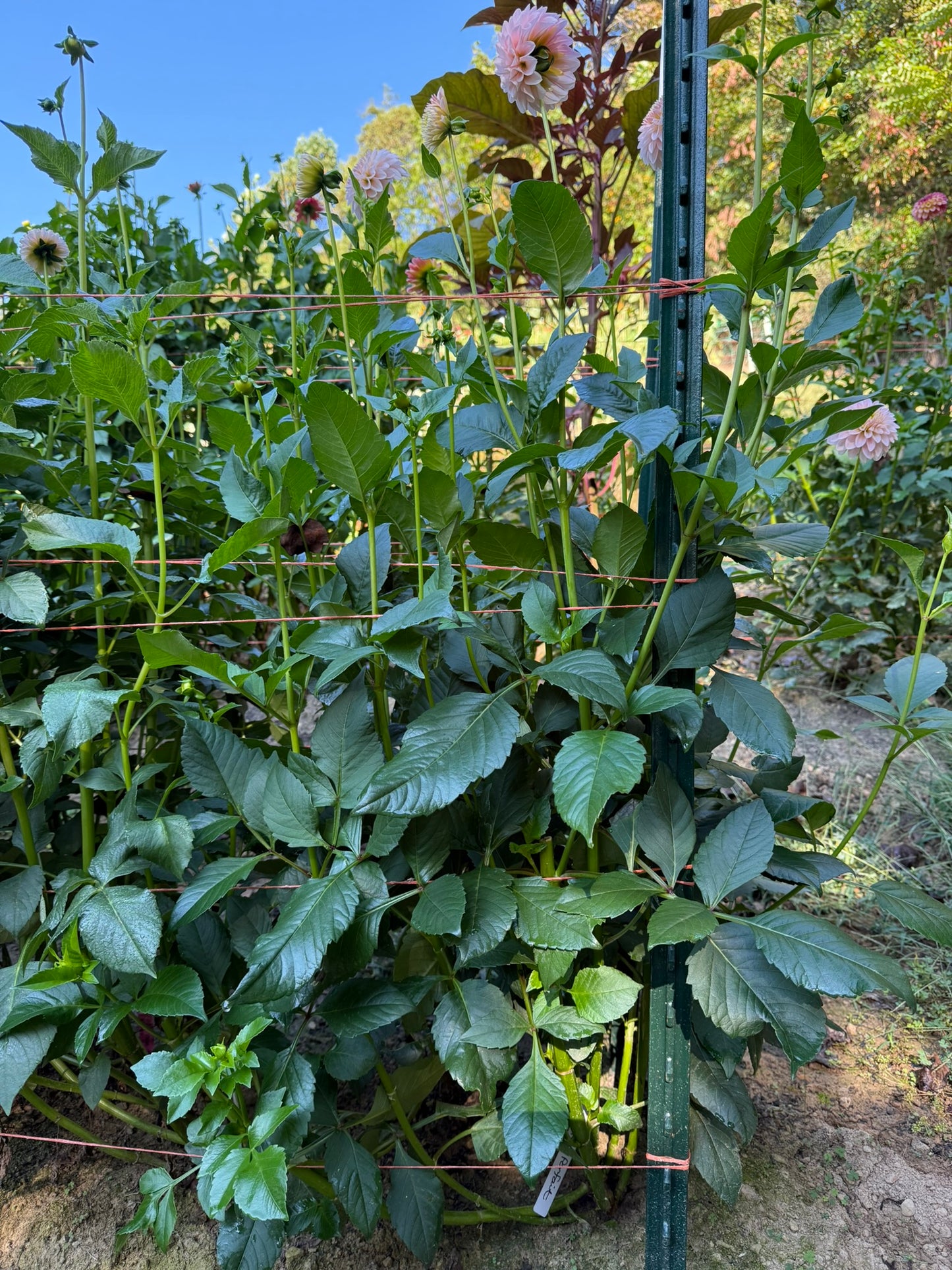 RM Parfait Dahlia Tuber