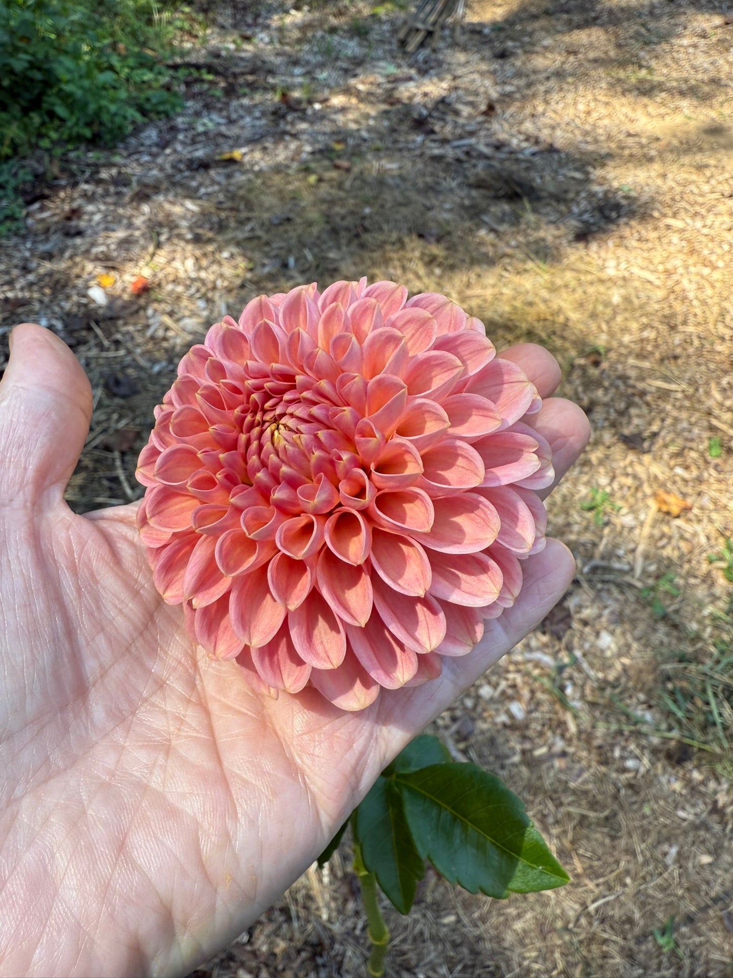 R Joan Dahlia Tuber