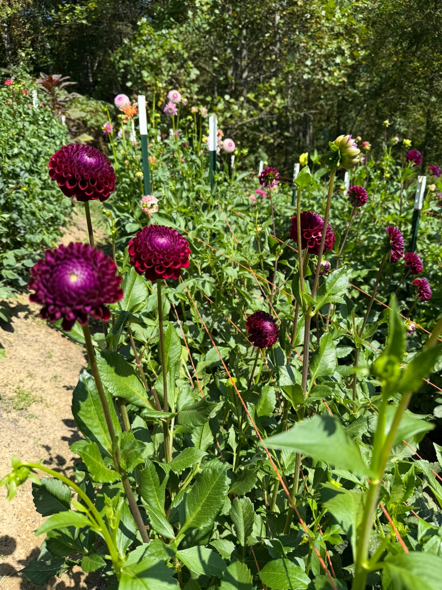 Ivanetti Dahlia Tuber
