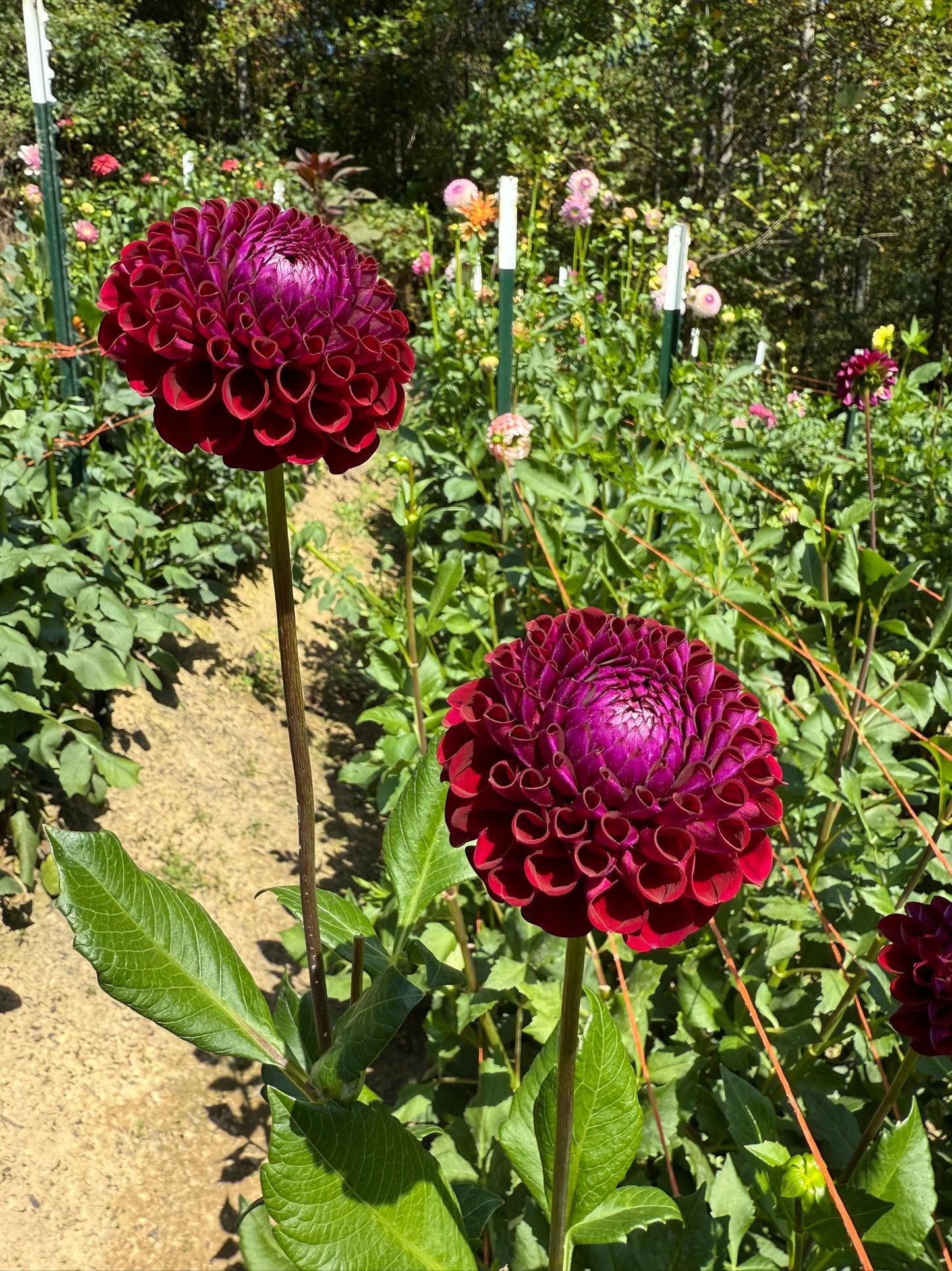 Ivanetti Dahlia Tuber