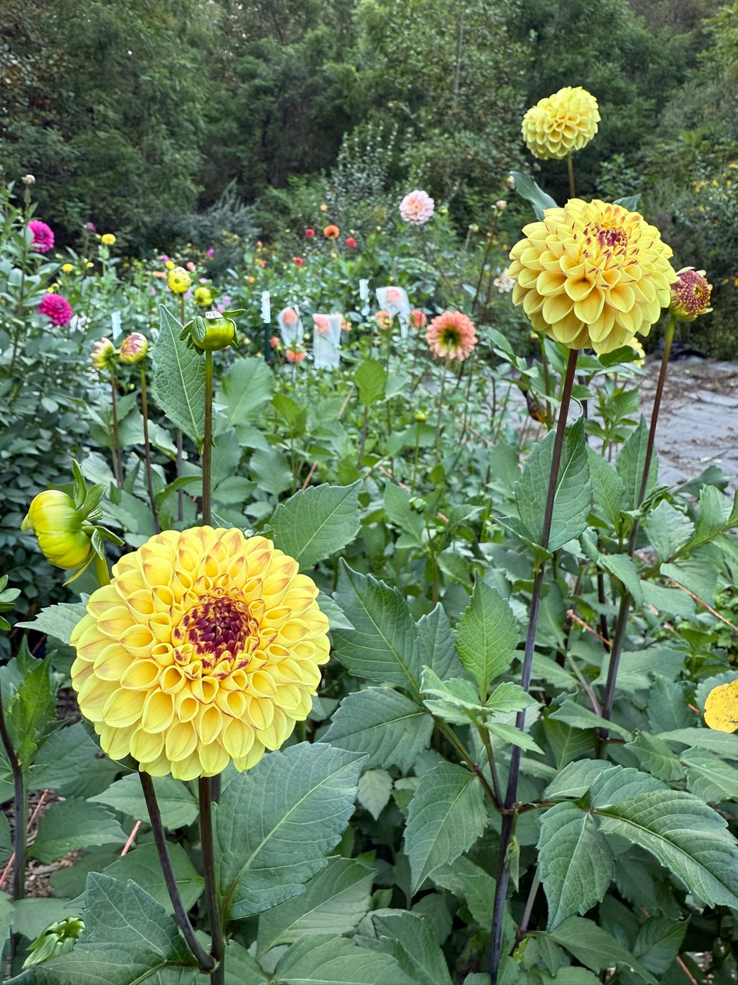 Ferncliff Spice Dahlia Tuber