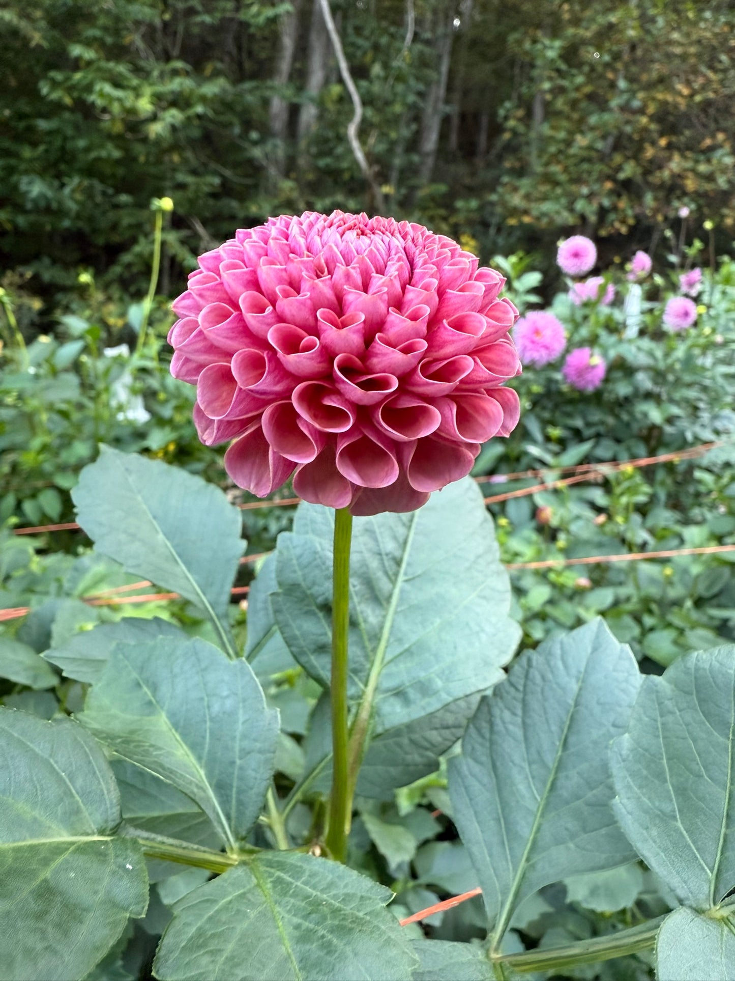 Koko Puff Dahlia Tuber