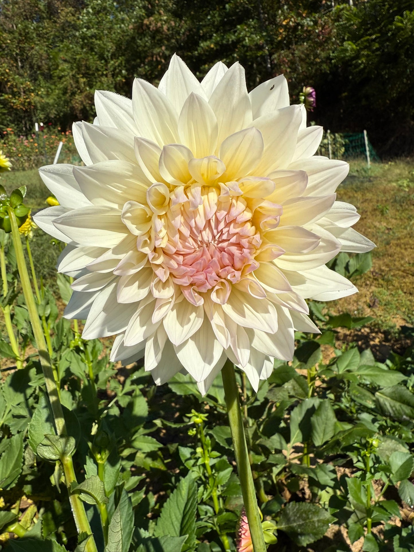 Rogue Starburst Dahlia Tuber