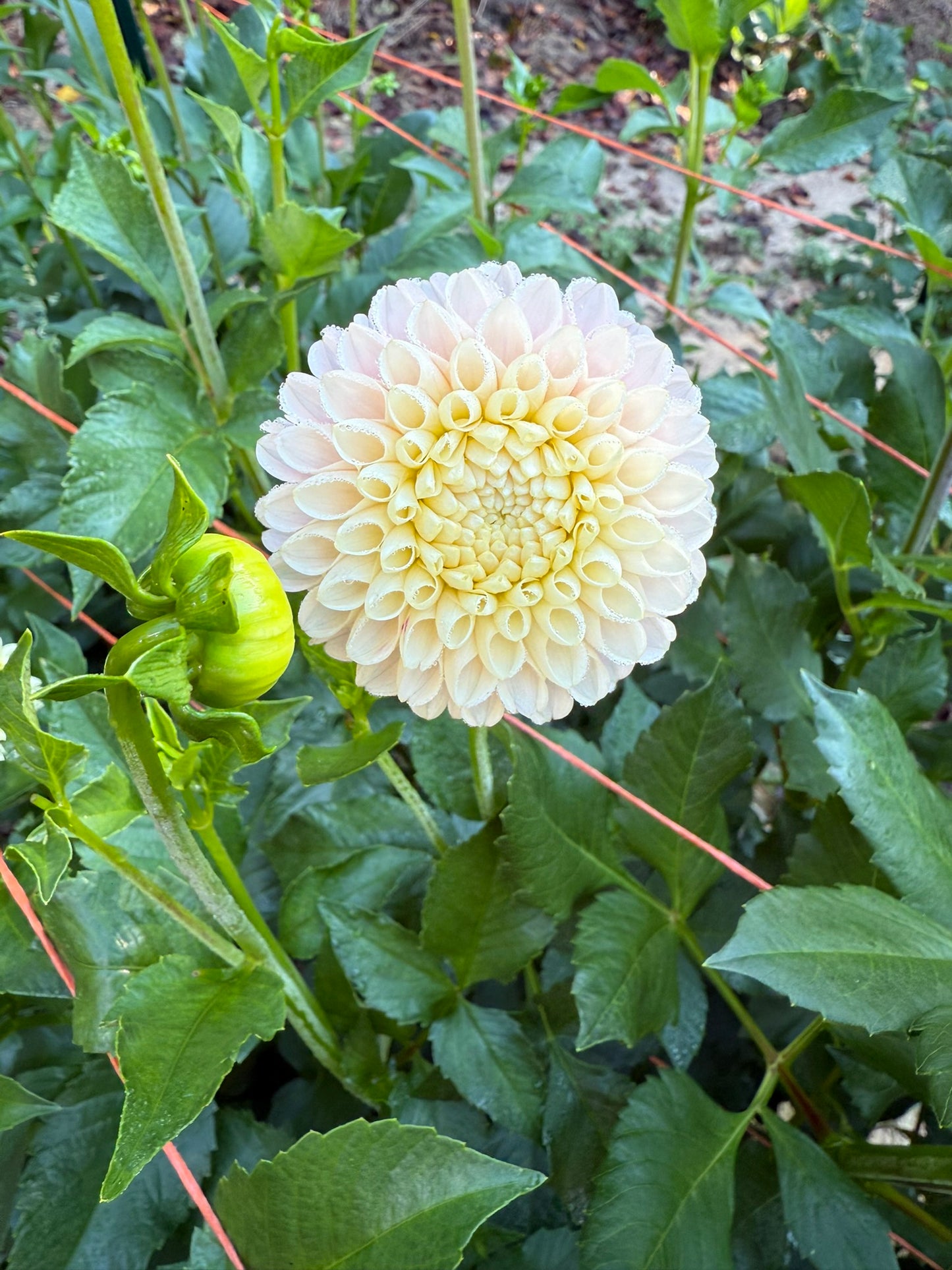 Hollyhill Pollyanna Dahlia Tuber