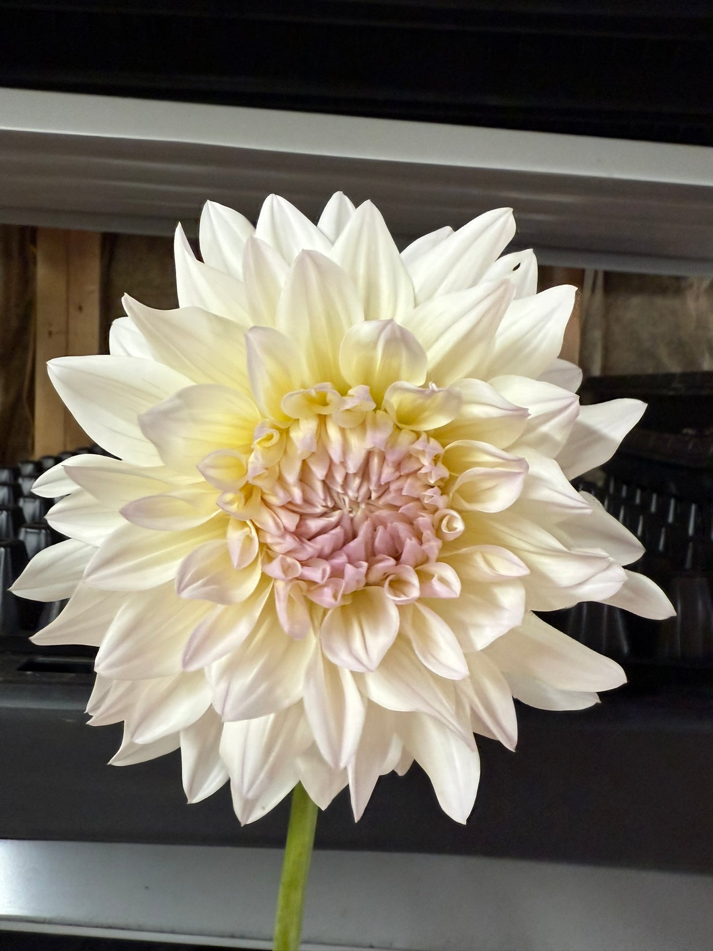 Rogue Starburst Dahlia Tuber
