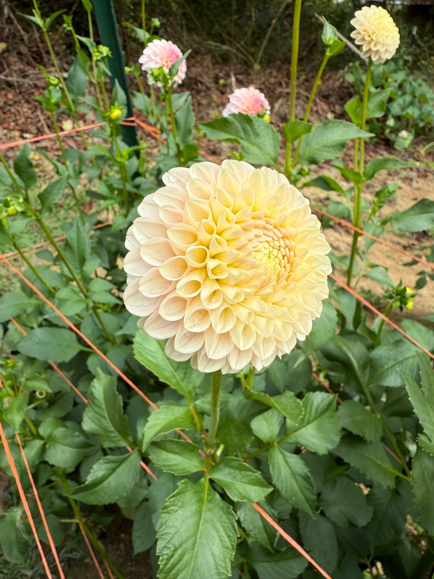Hollyhill Pollyanna Dahlia Tuber