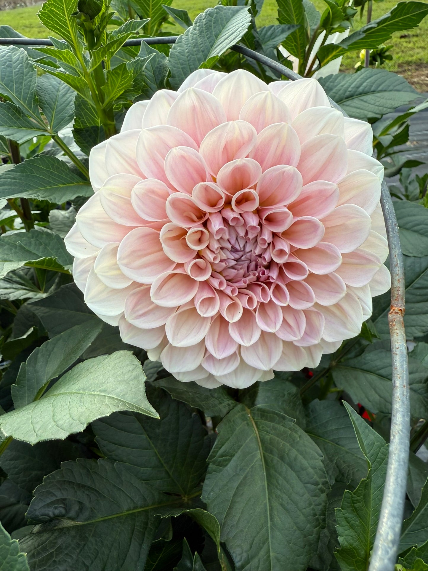 Sweet Nathalie Dahlia Tuber