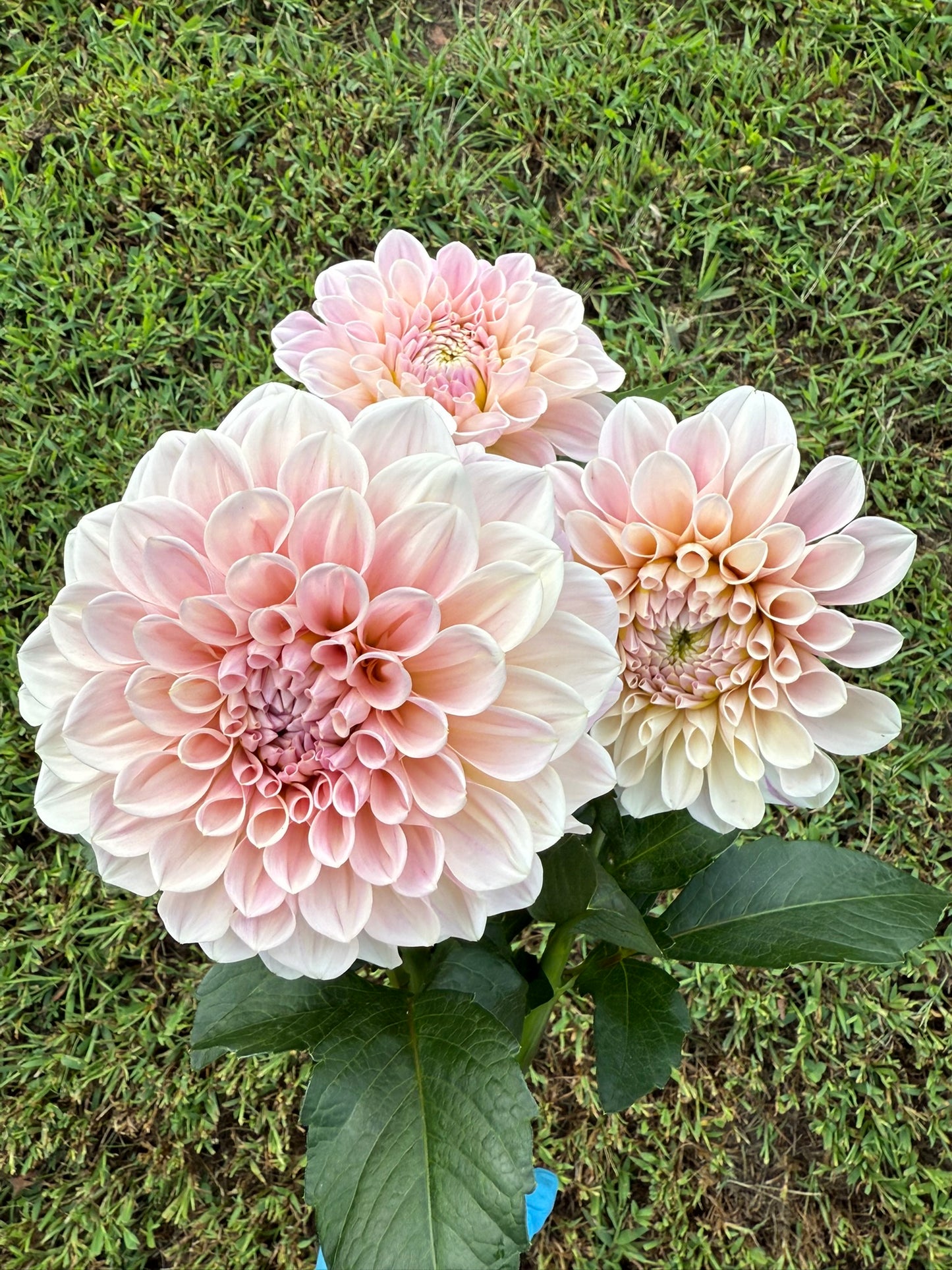 Sweet Nathalie Dahlia Tuber