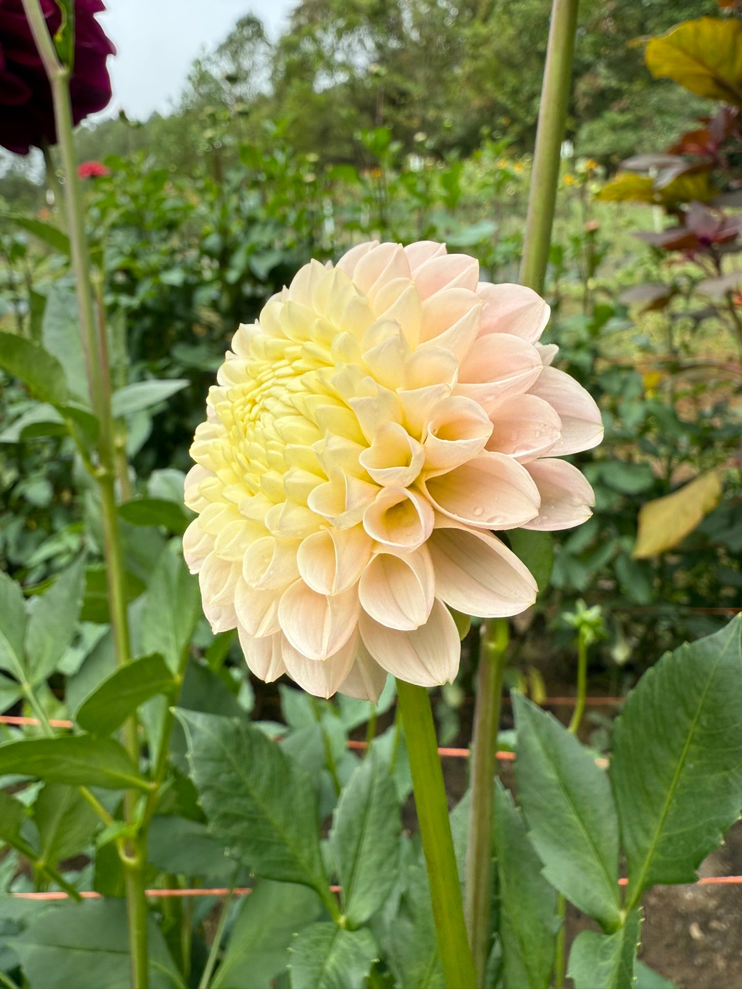 Hollyhill Pollyanna Dahlia Tuber