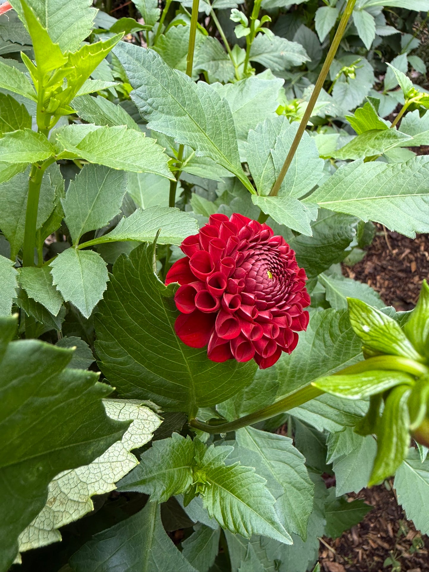 Bloomquist Paul Jr Dahlia Tuber