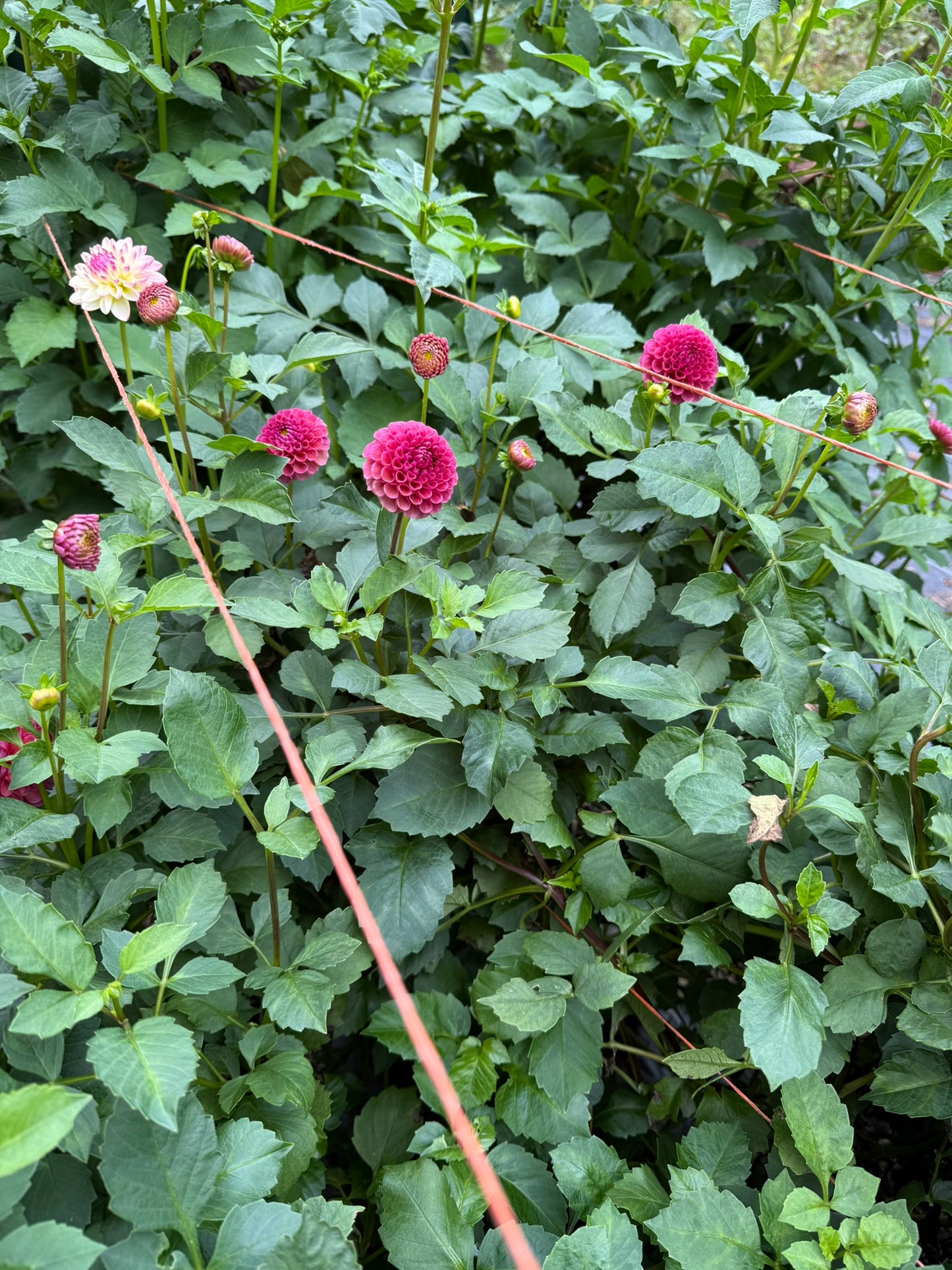 Koko Puff Dahlia Tuber