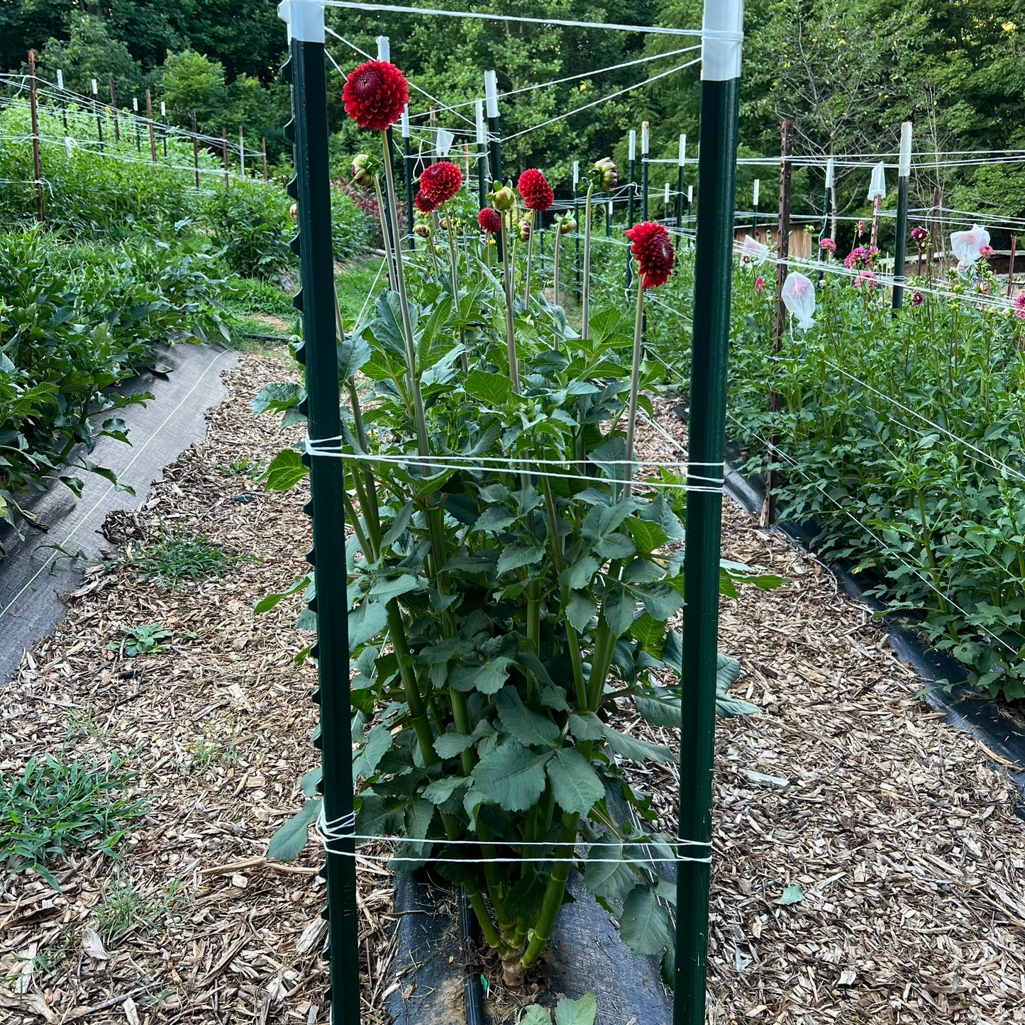 Brown Sugar Dahlia Tubers Bulk Lot of 5