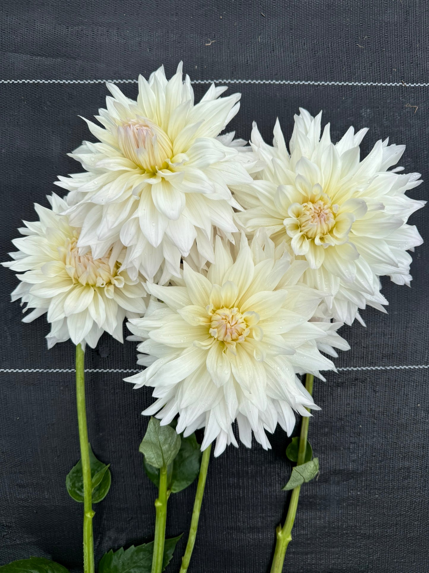 Rogue Starburst Dahlia Tuber