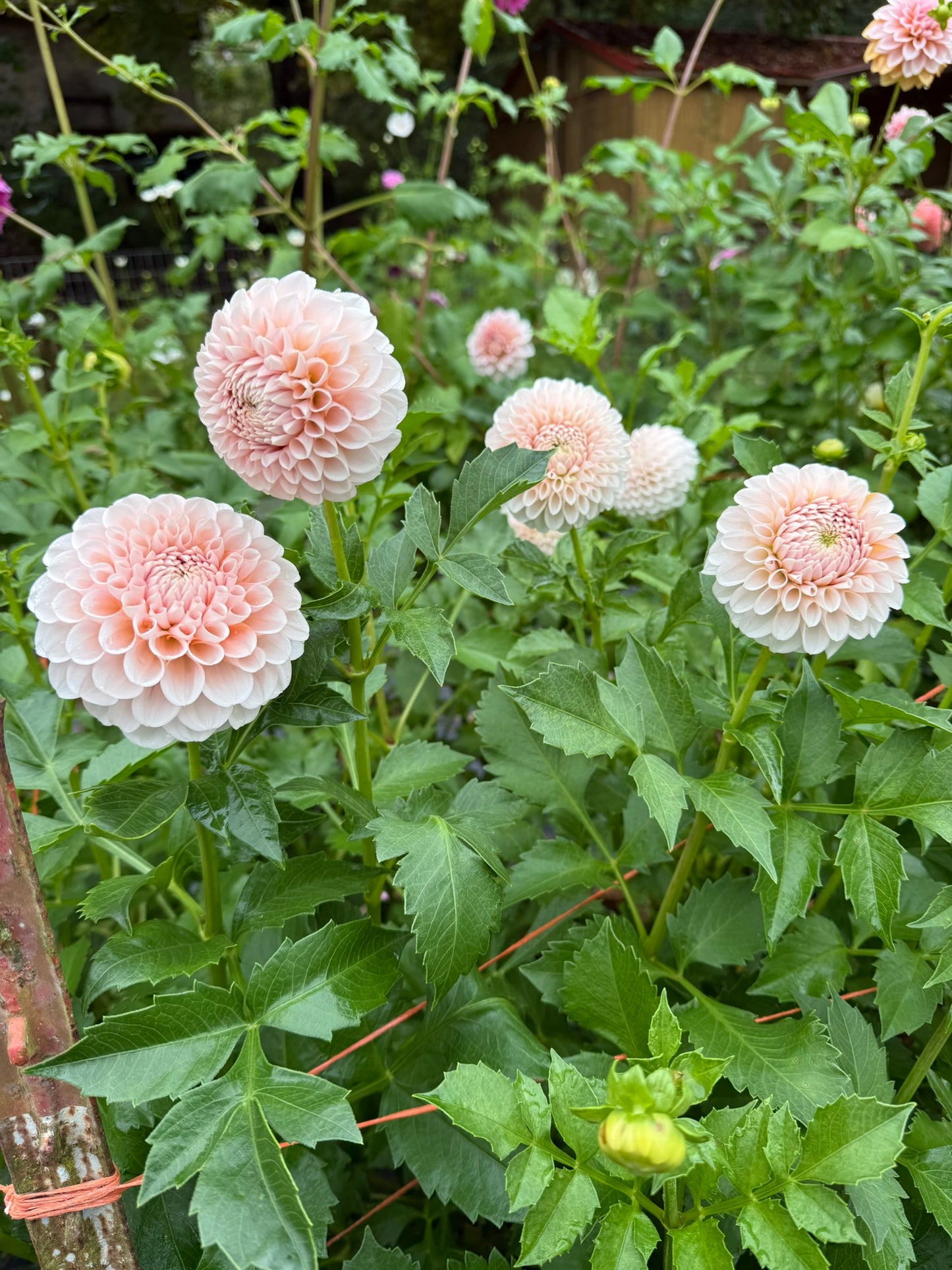 Lee's Kewpie Dahlia Tuber