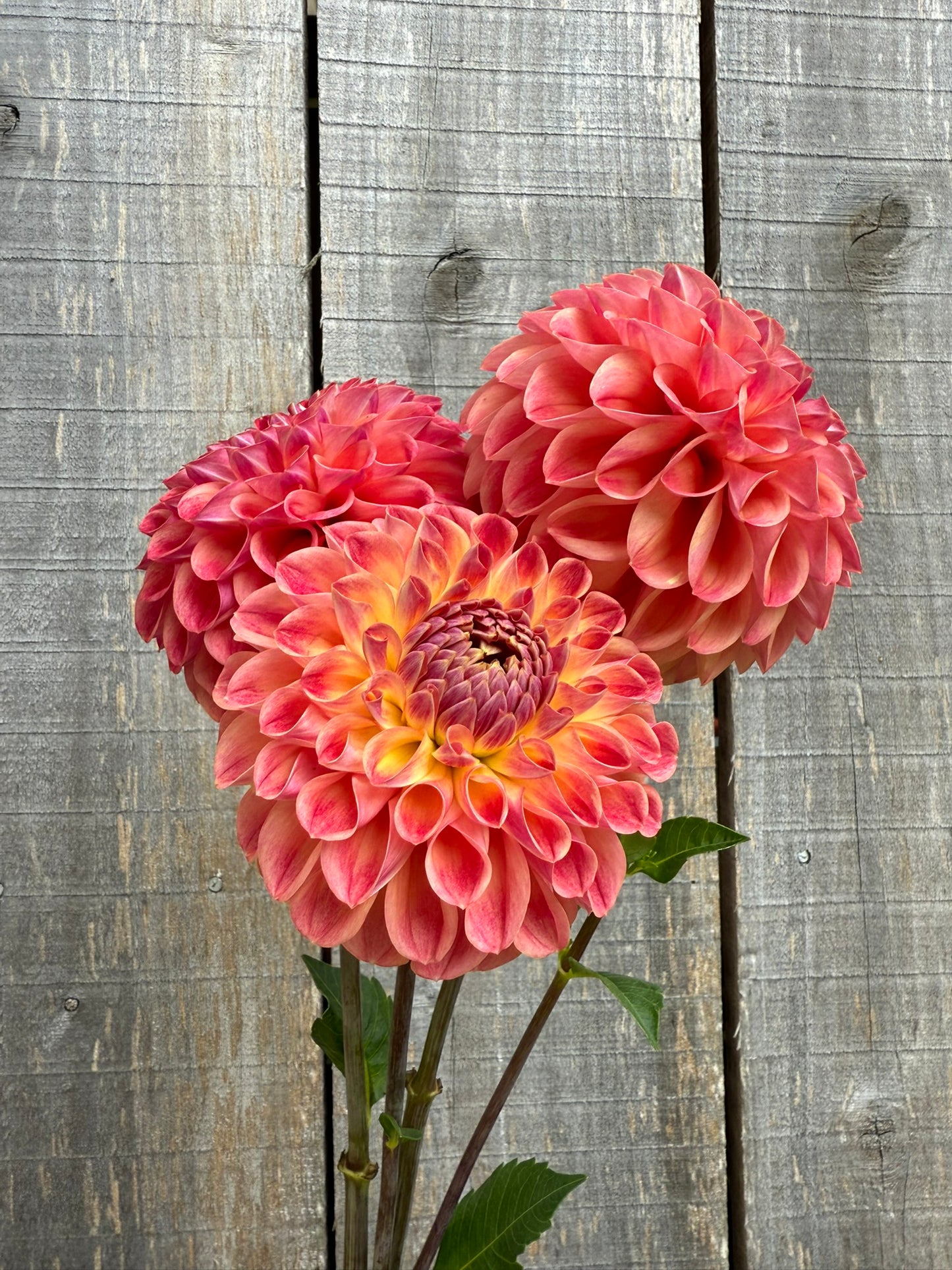 RM James Dahlia Tuber