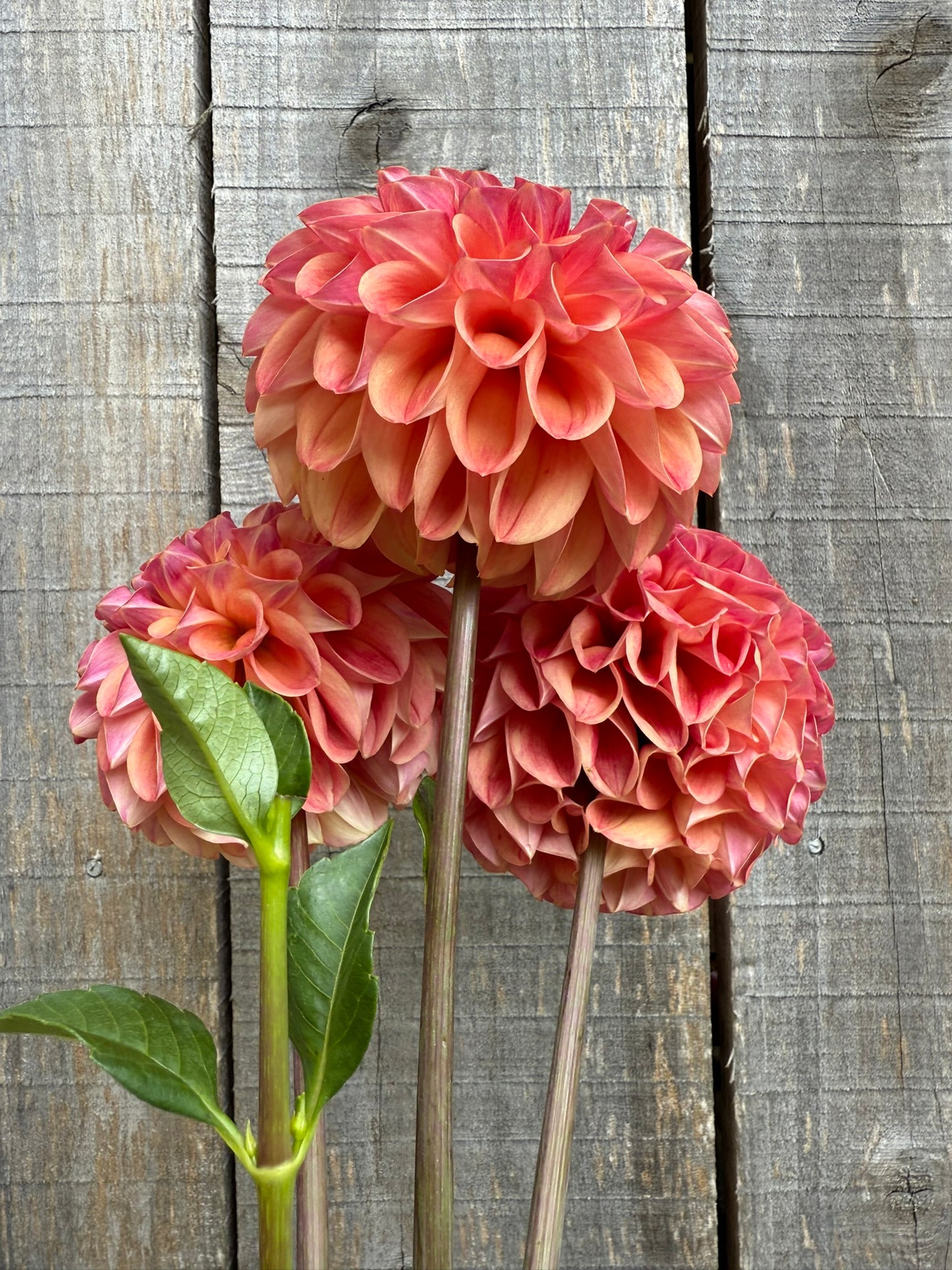 RM James Dahlia Tuber
