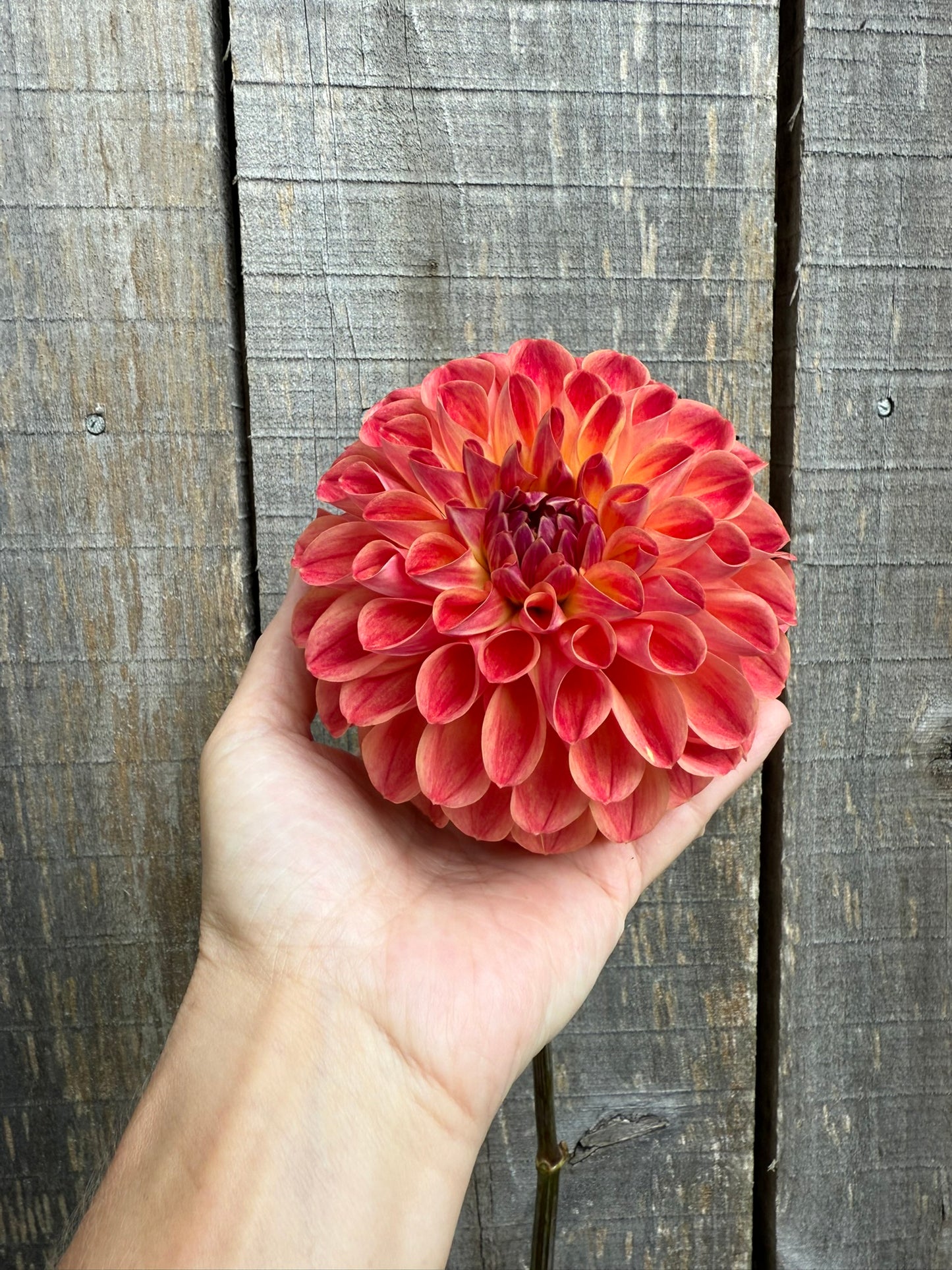 RM James Dahlia Tuber
