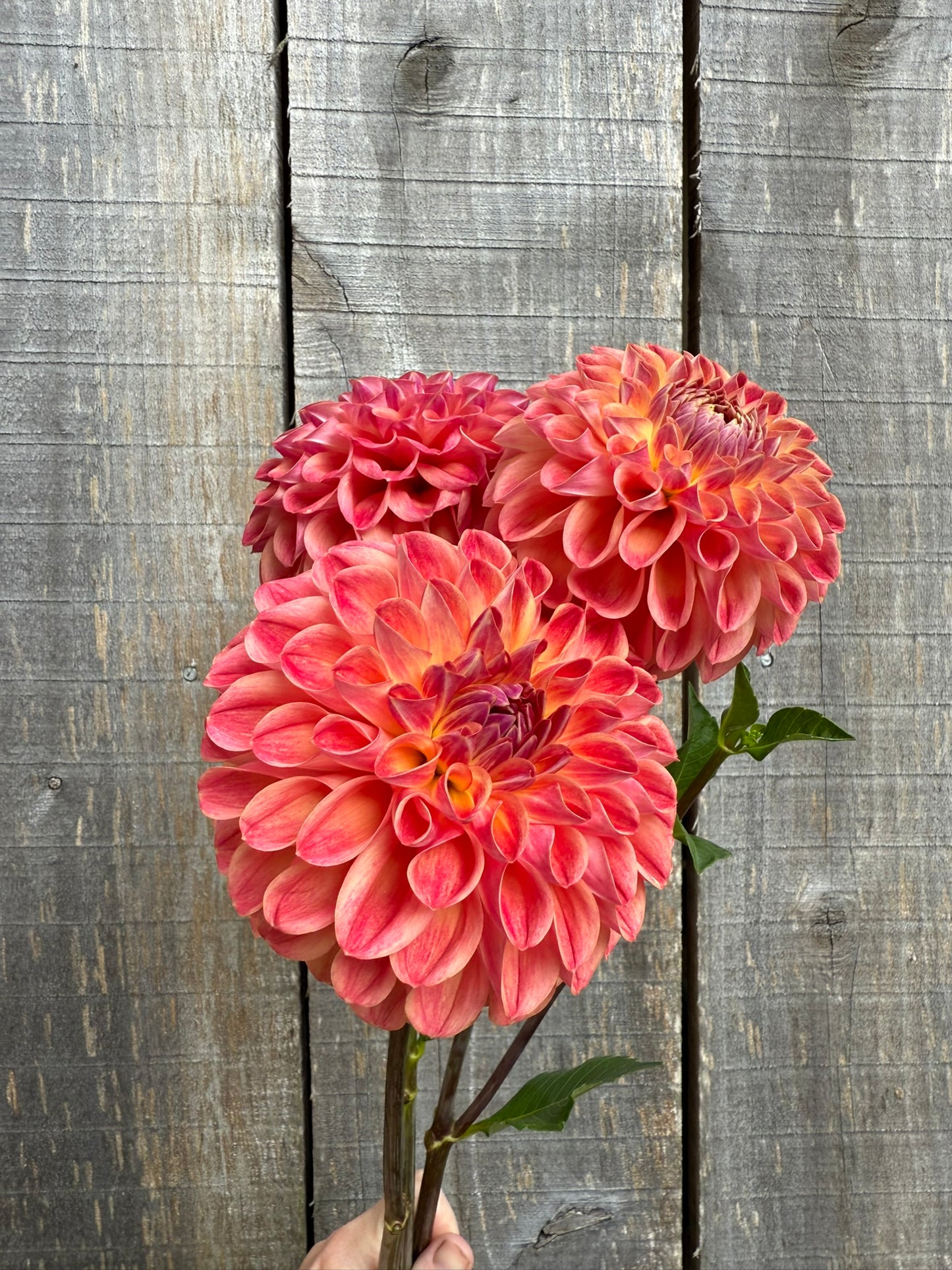 RM James Dahlia Tuber