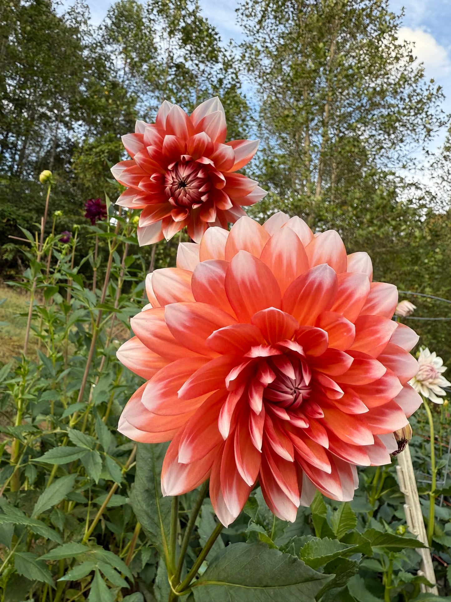Sandia Candy Corn Dahlia Tuber
