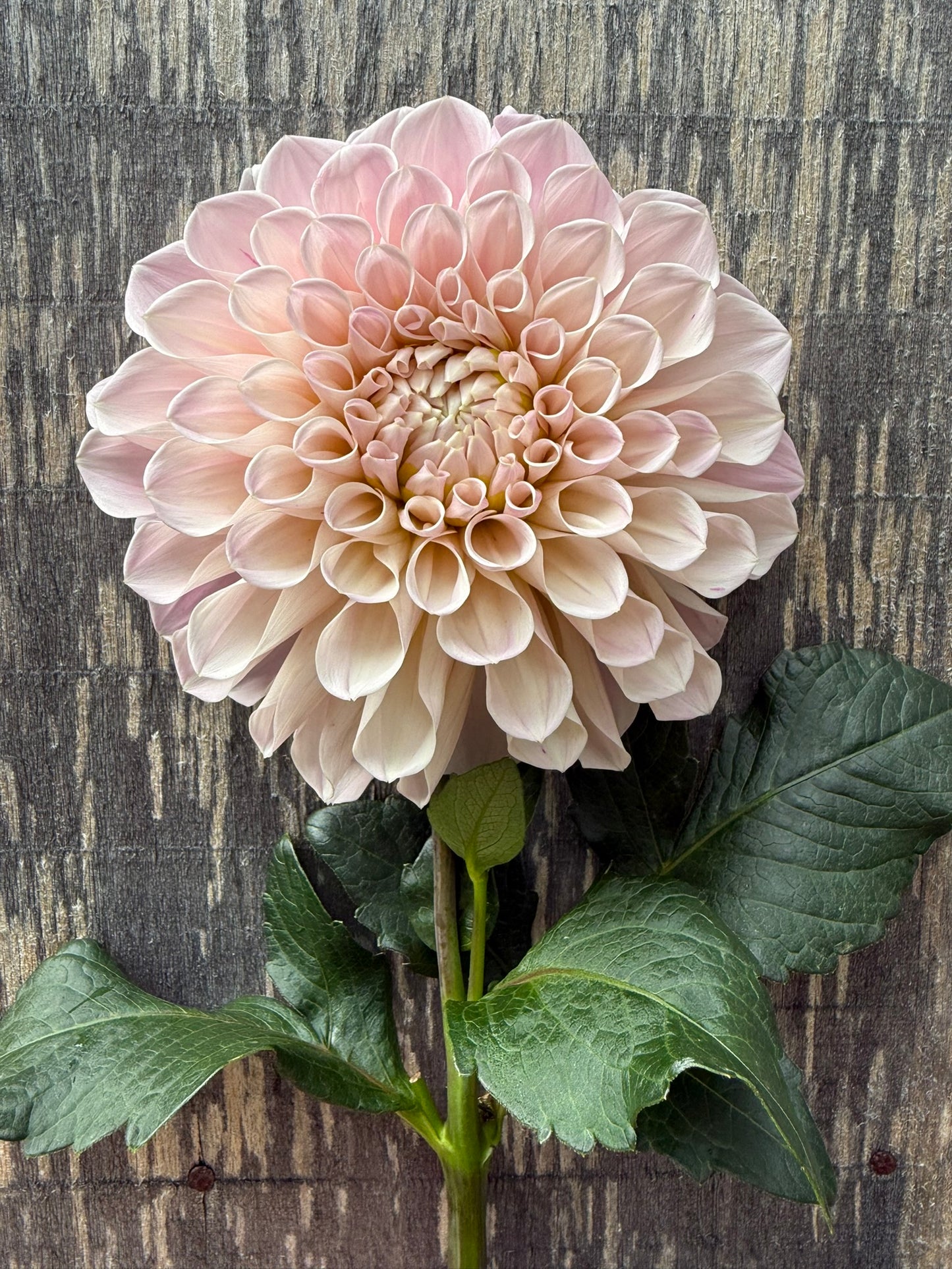 Sweet Nathalie Dahlia Tuber