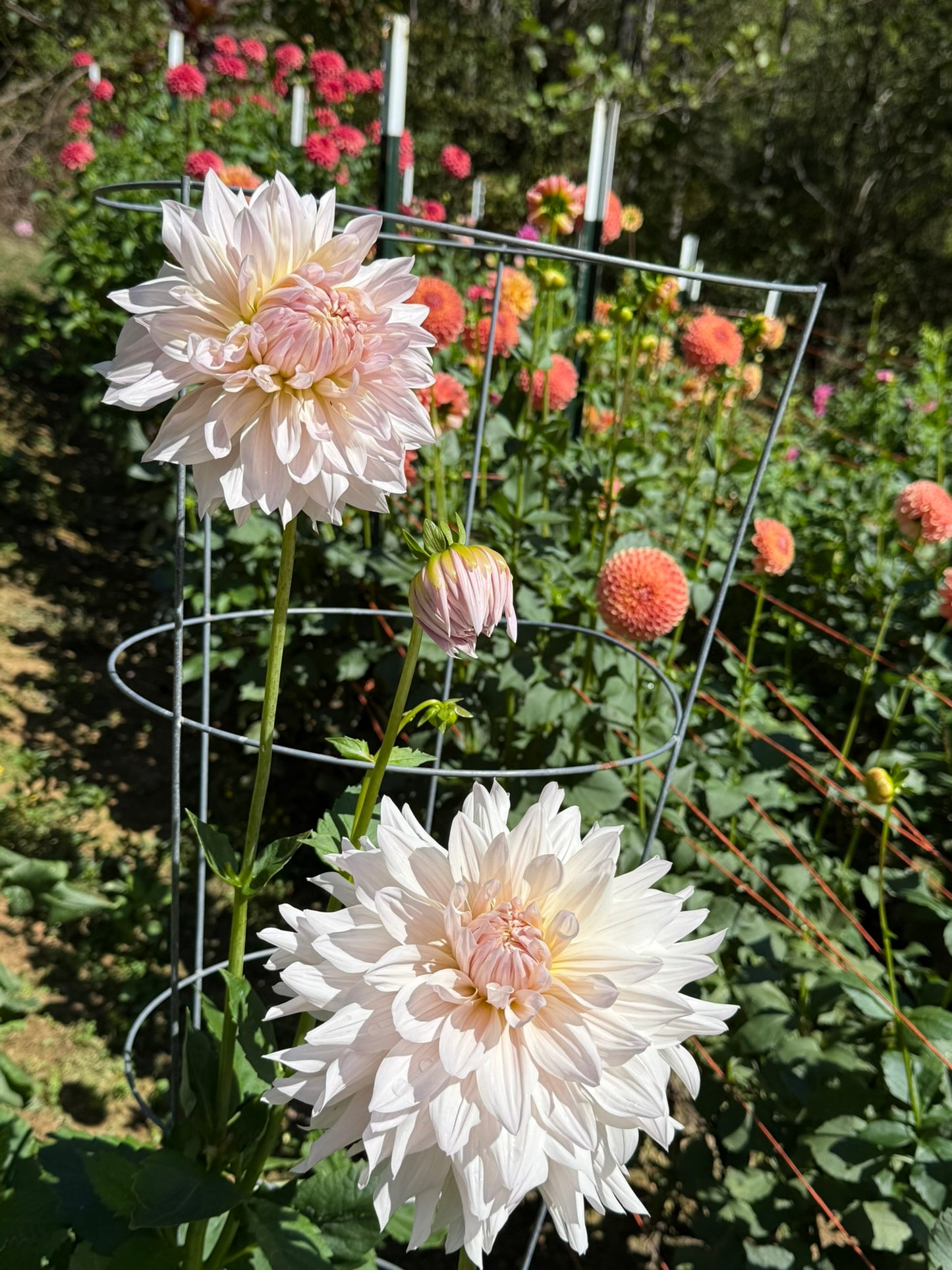 Rogue Starburst Dahlia Tuber
