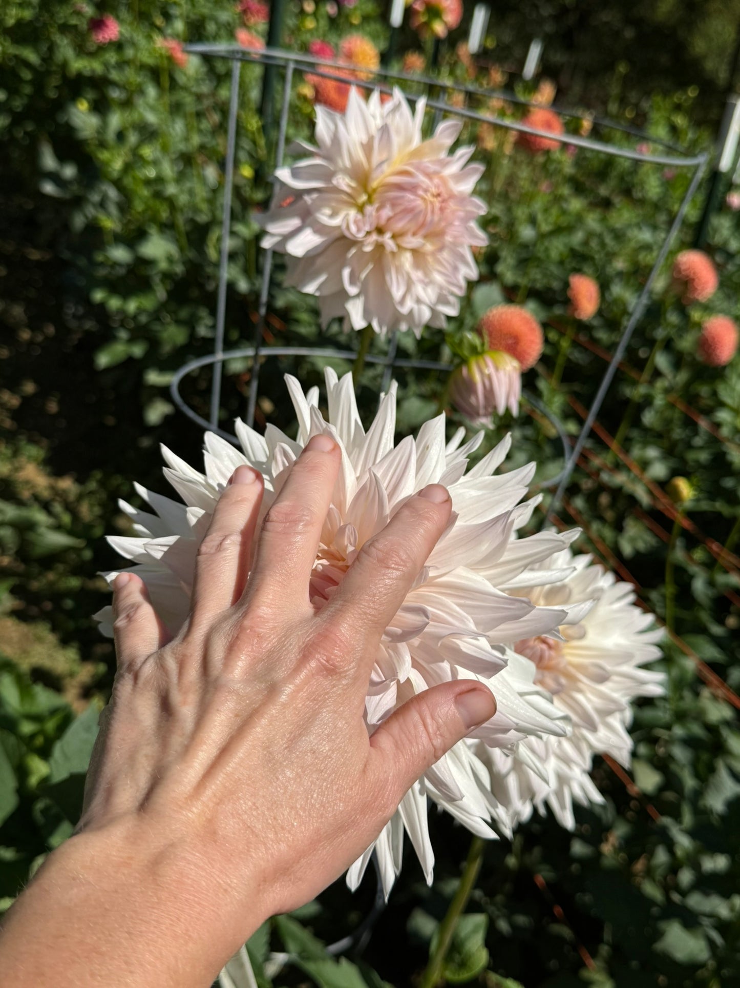 Rogue Starburst Dahlia Tuber