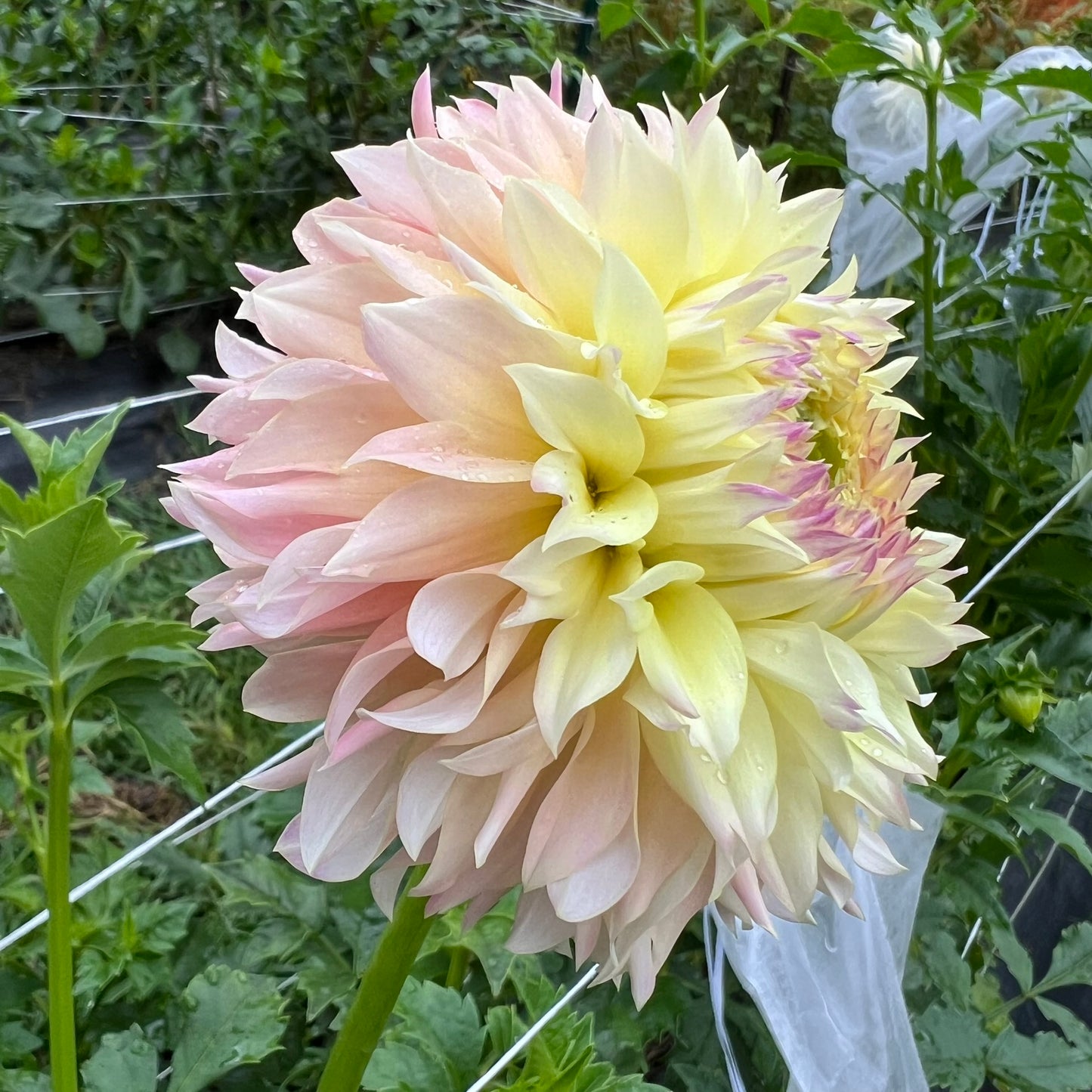Elks Tennley Rose Dahlia Tuber