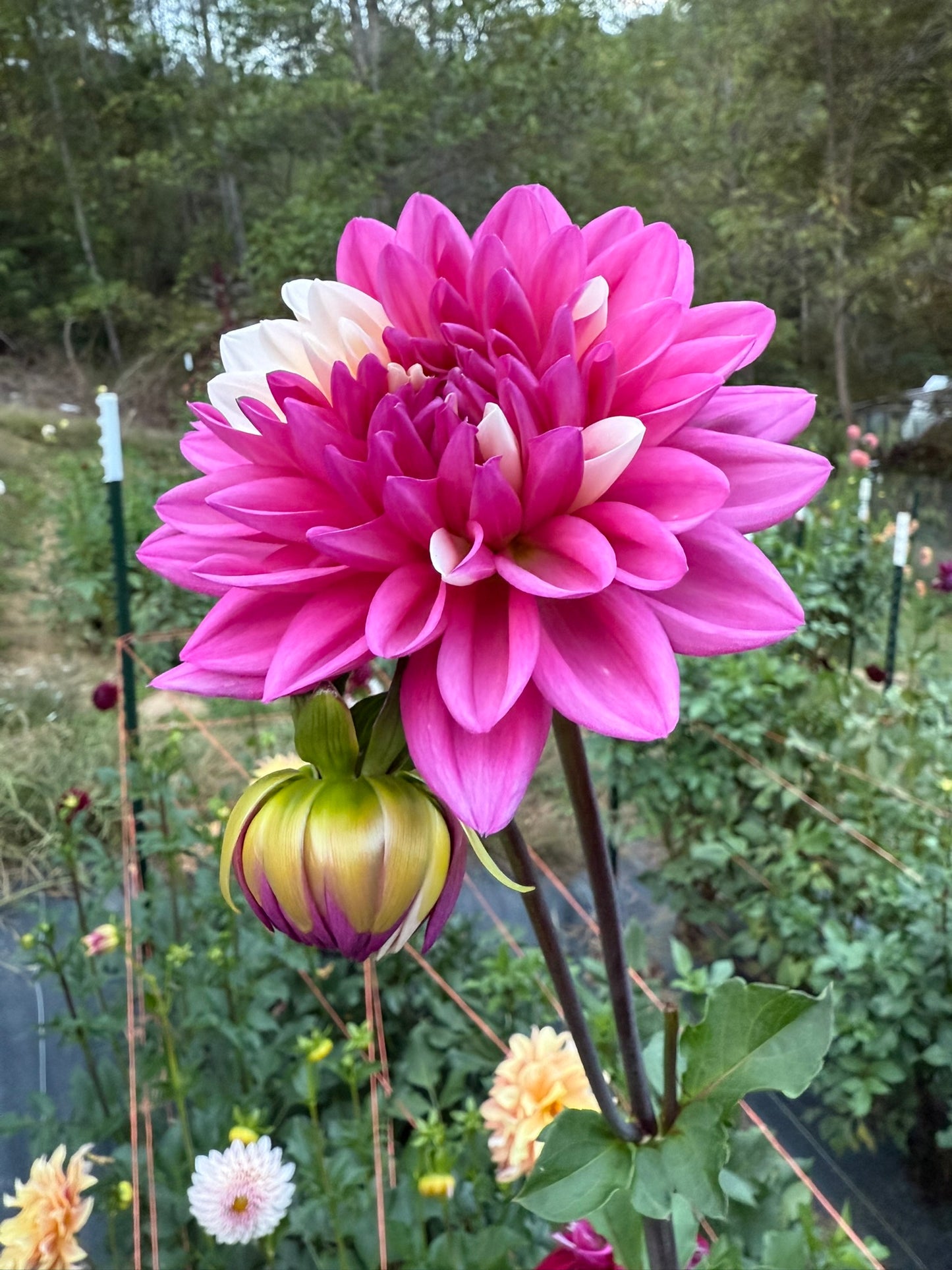 Bloomquist Spot Dahlia Tuber