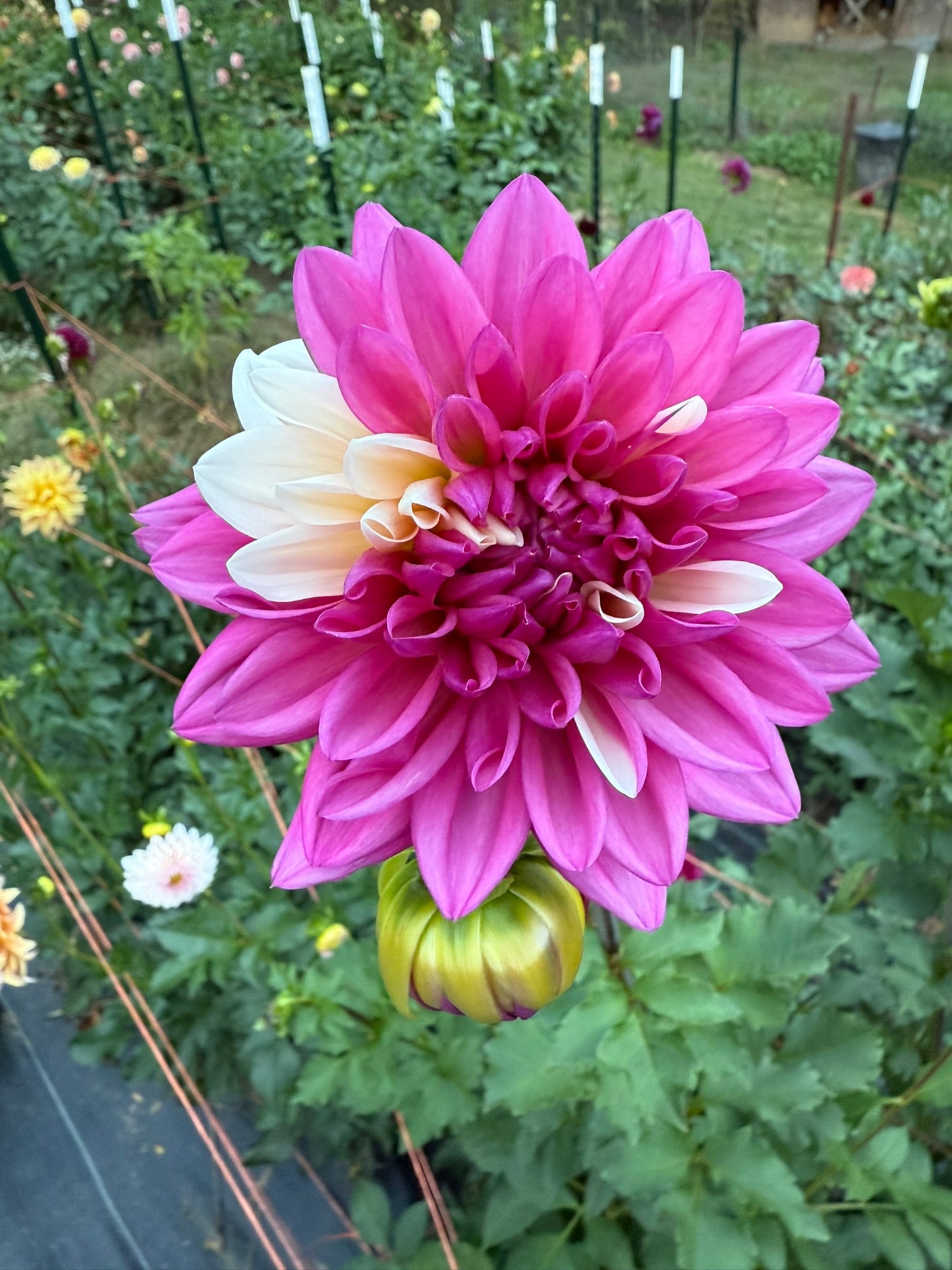 Bloomquist Spot Dahlia Tuber
