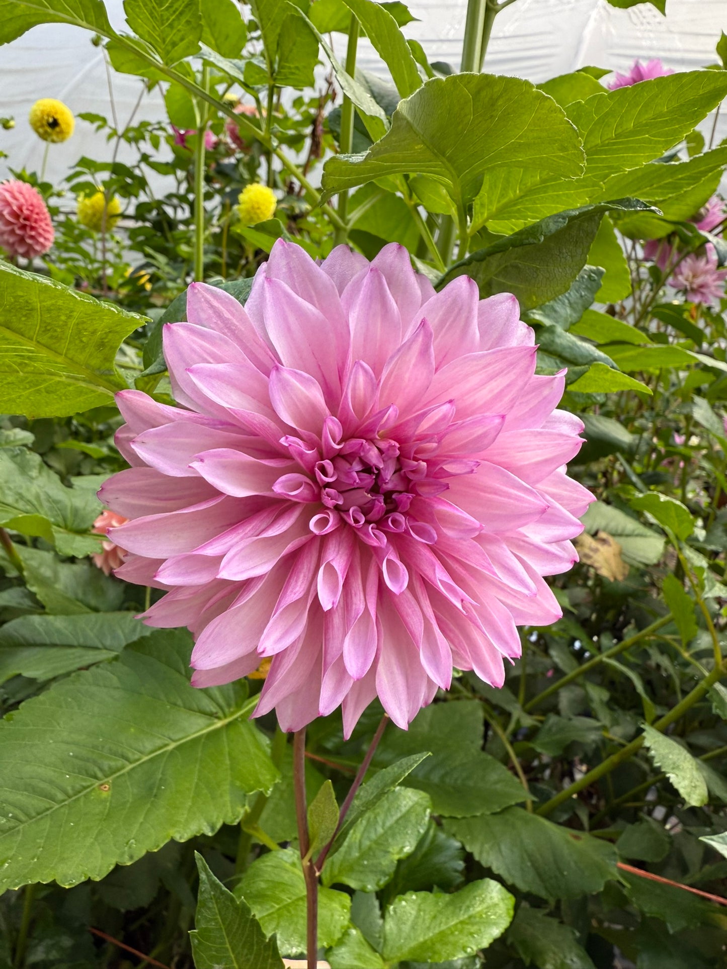 Lee's Flute Loop Lavender Dahlia Tuber
