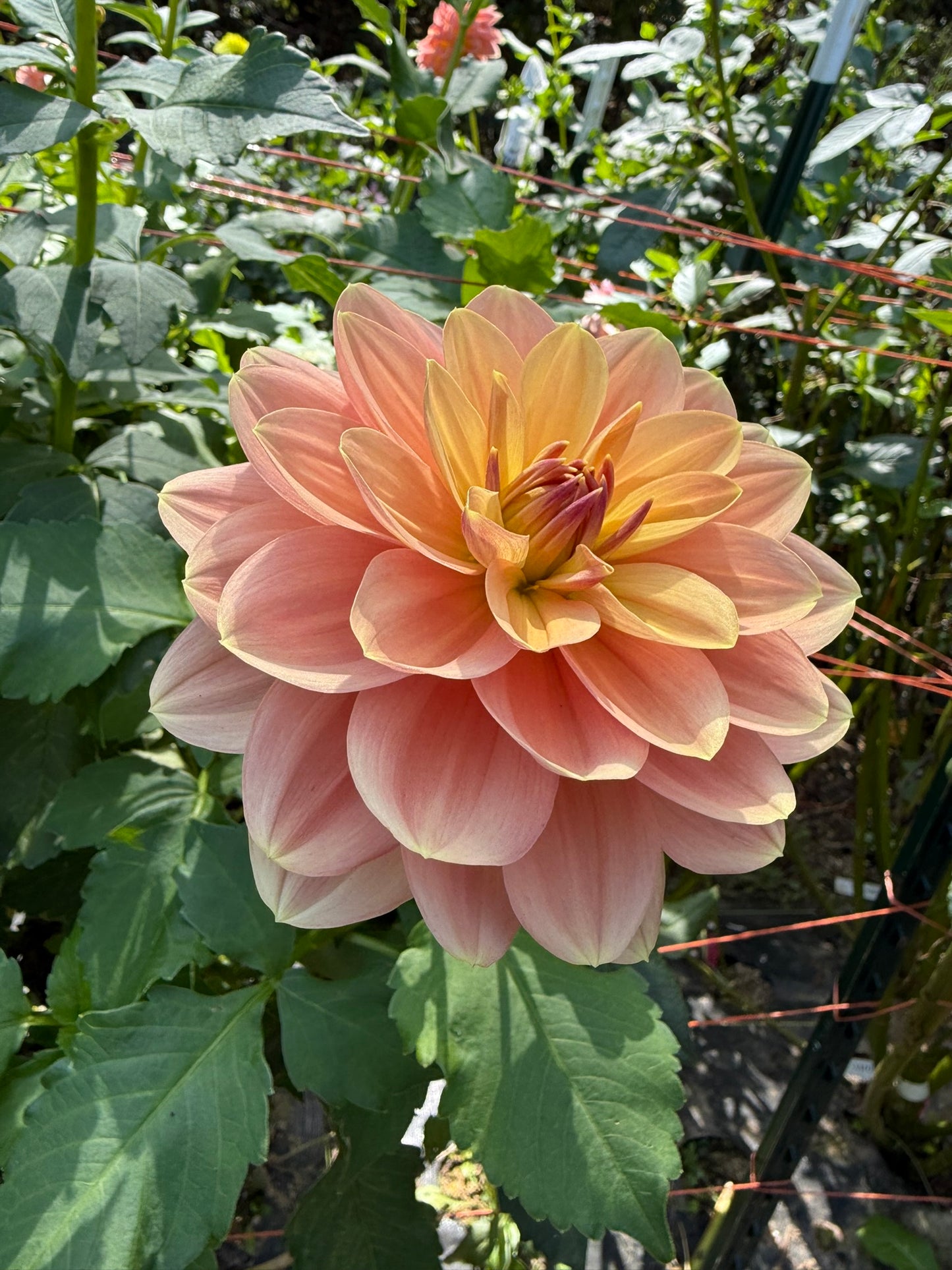 My Forever Dahlia Tuber