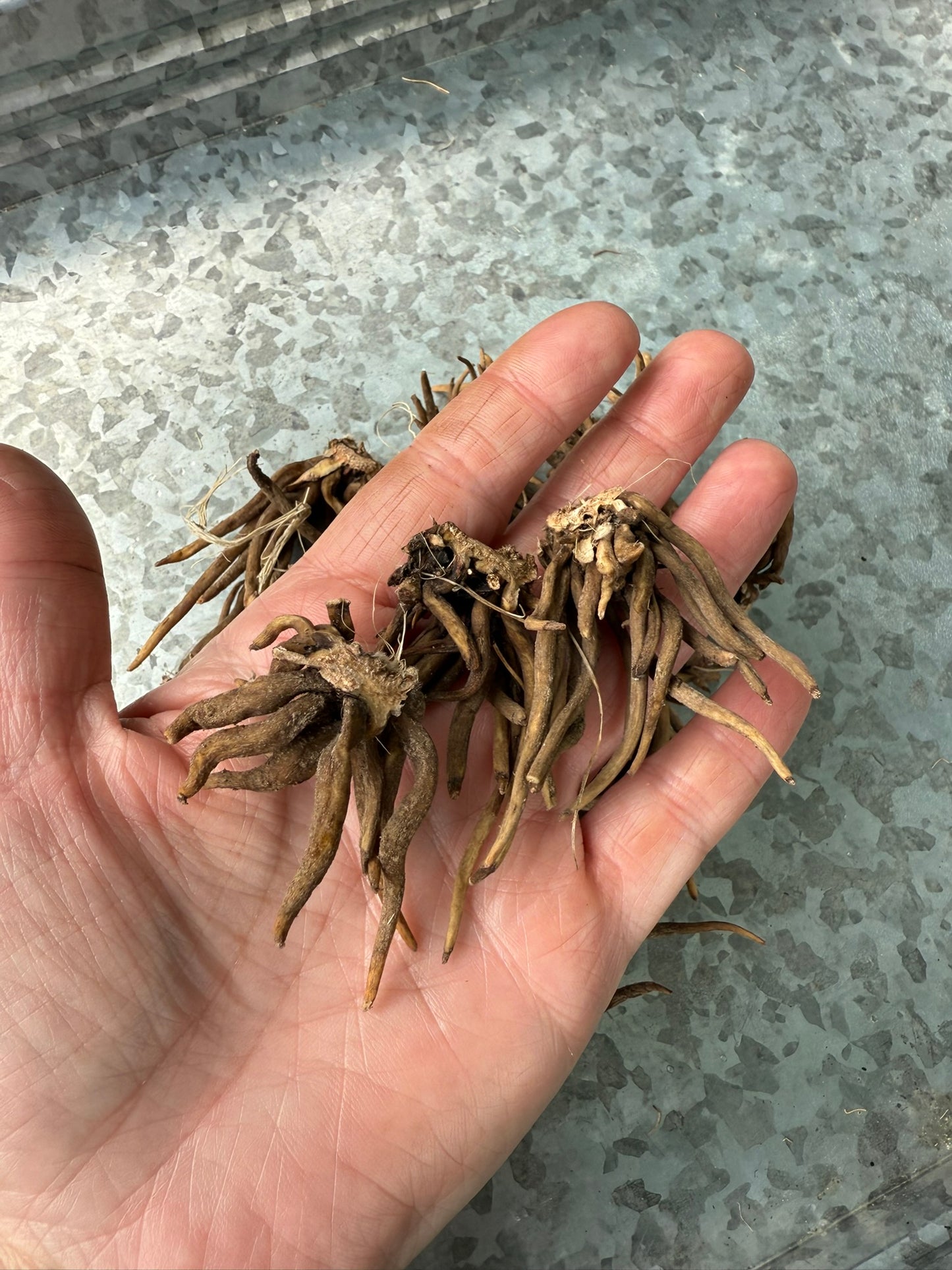 Ariadne Butterfly Ranunculus Corms