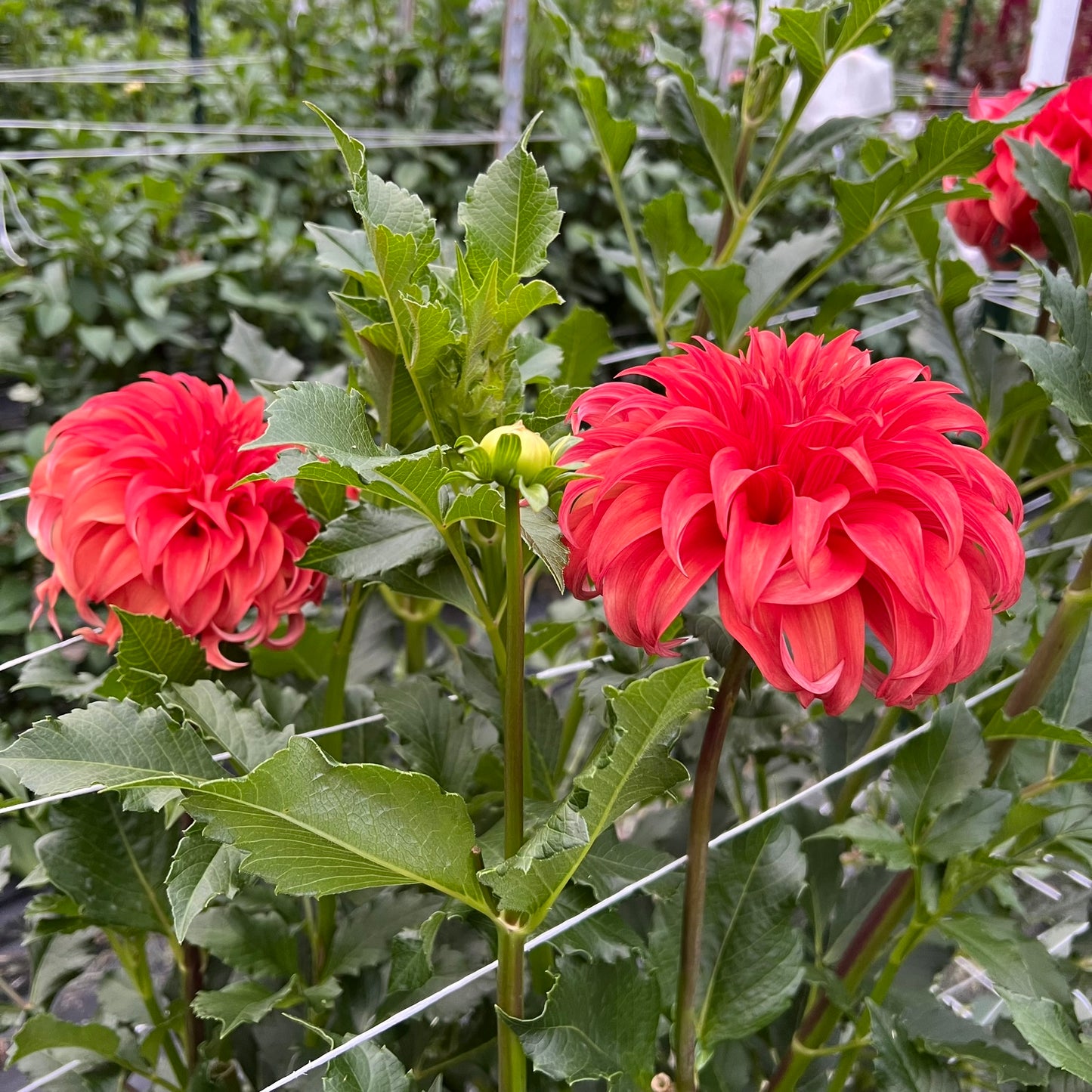 Bloomquist Jean Rooted Cutting