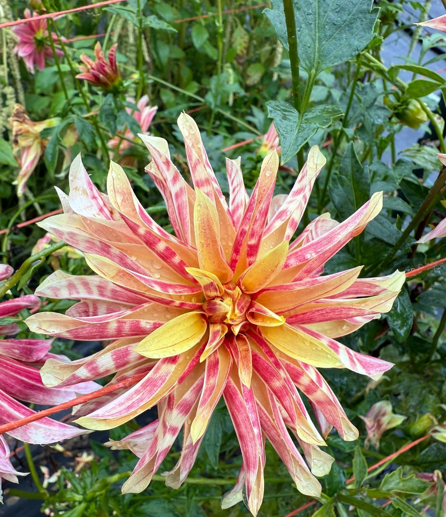 Giraffe Dahlia Tuber