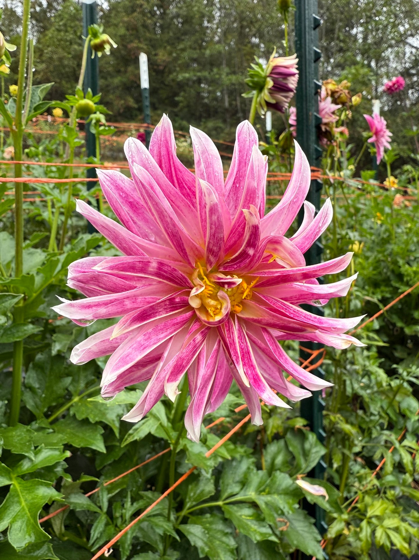 Pink Giraffe Dahlia Tuber